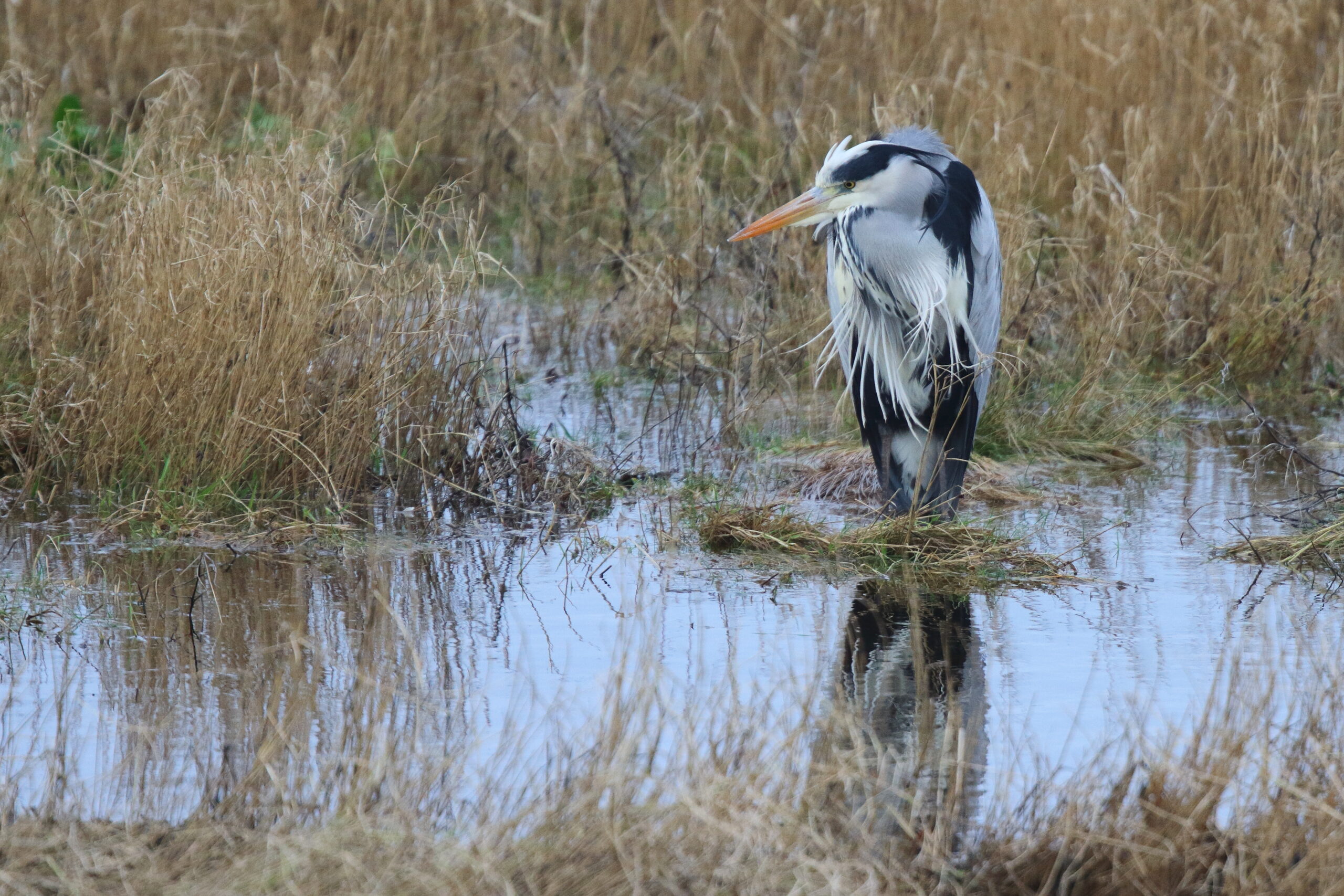 Grey Heron. Isle of Man, January 2016 © Neil G. Morris.