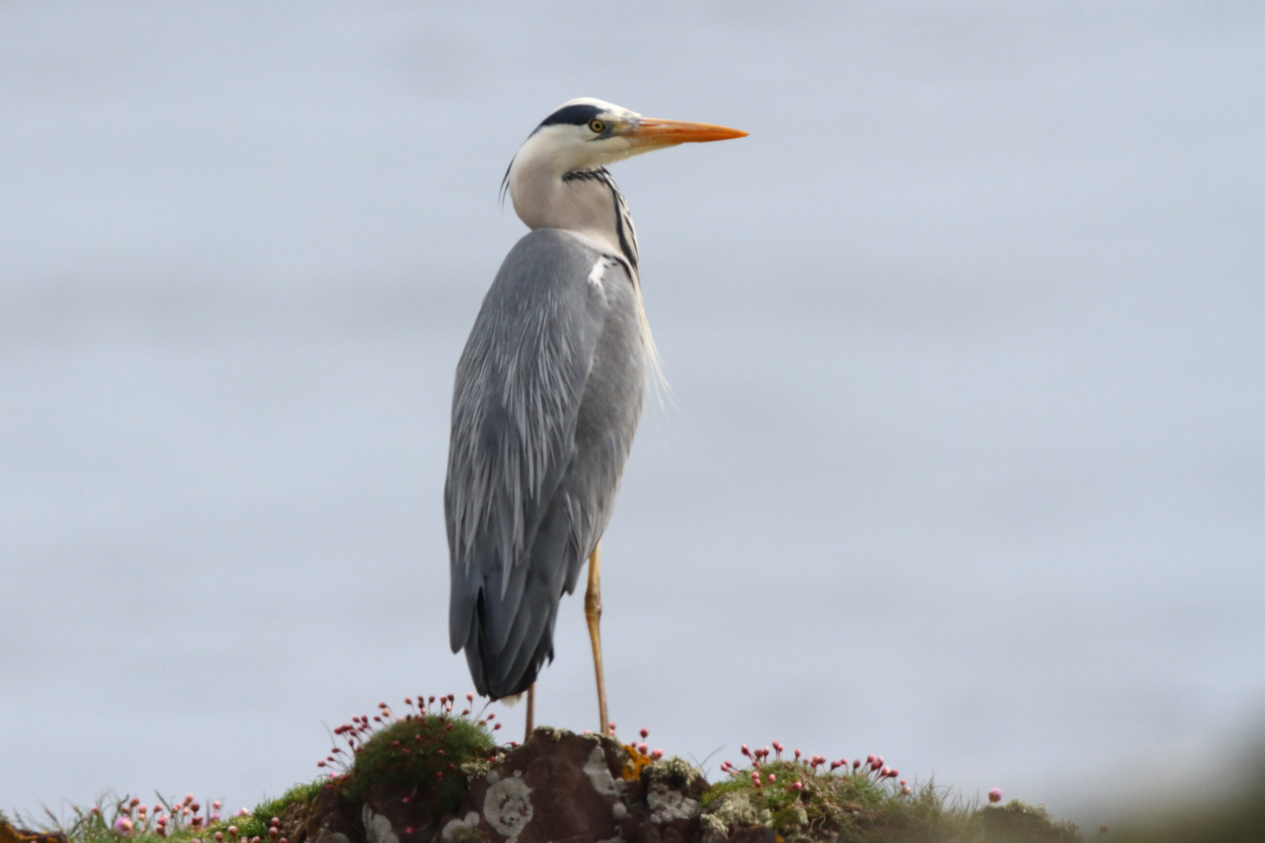 Grey Heron. Isle of Man, May 2018 © Neil G. Morris.
