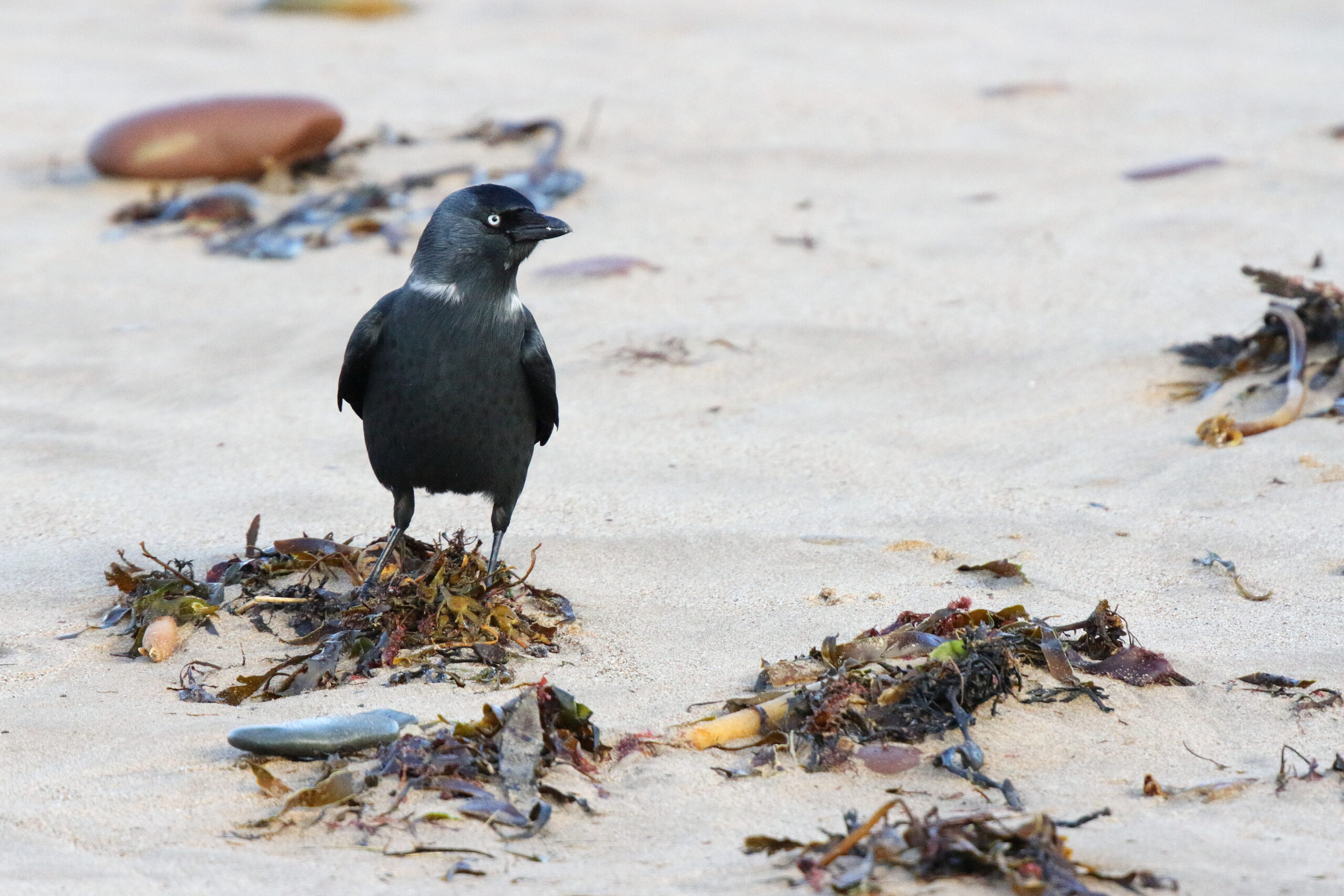 'Eastern' Jackdaw. Isle of Man, January 2015 © Neil G. Morris.