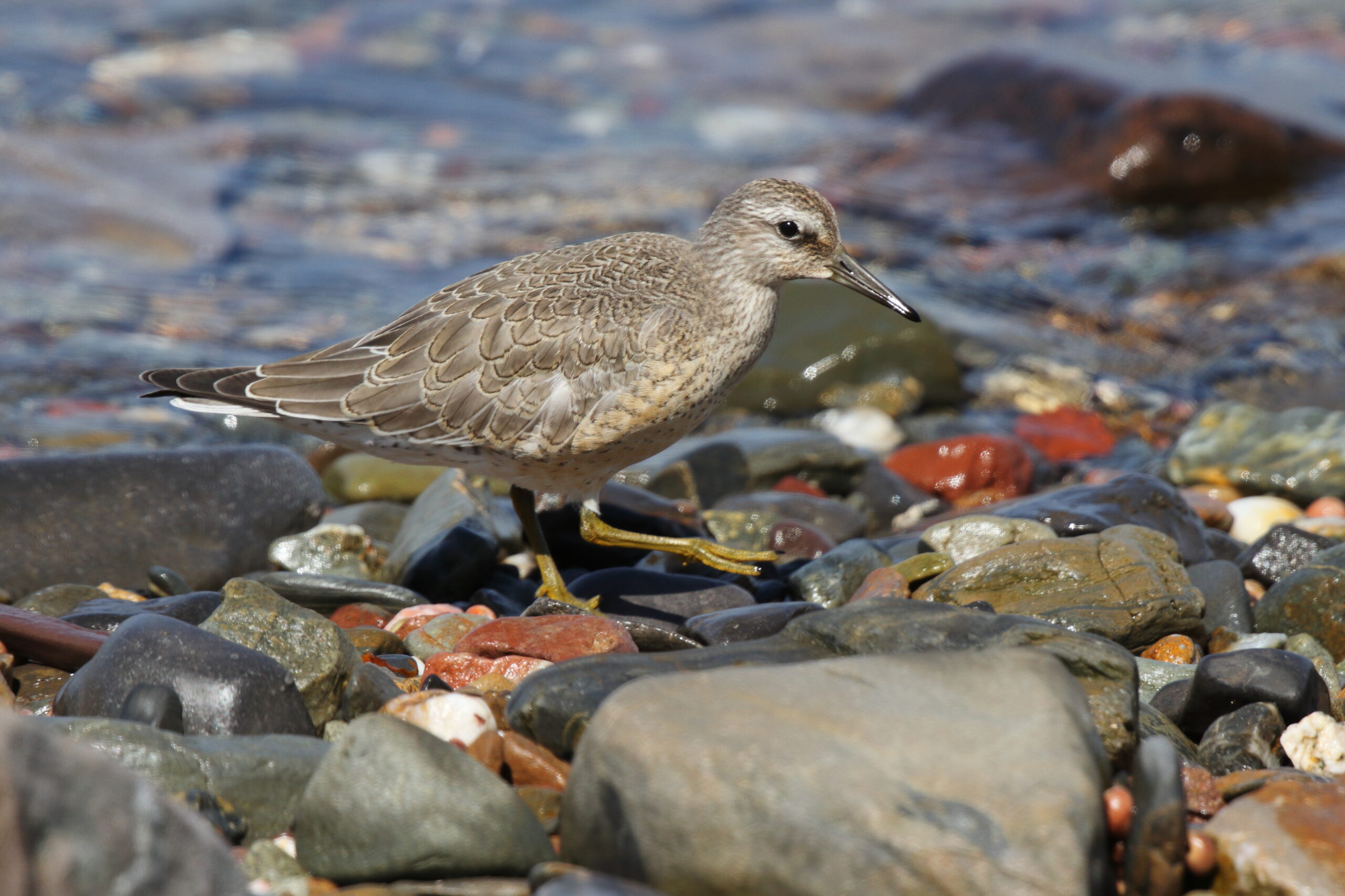 Knot. Isle of Man, August 2015 © Neil G. Morris.
