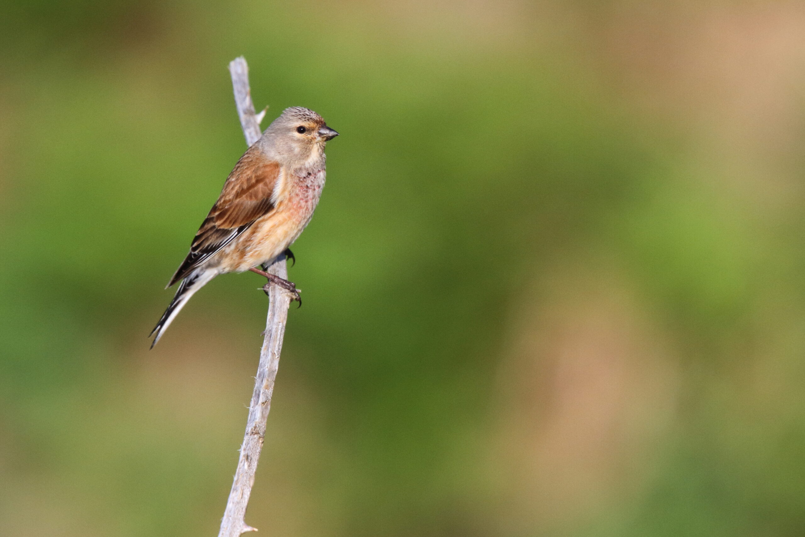 Linnet. Isle of Man, May 2016 © Neil G. Morris.