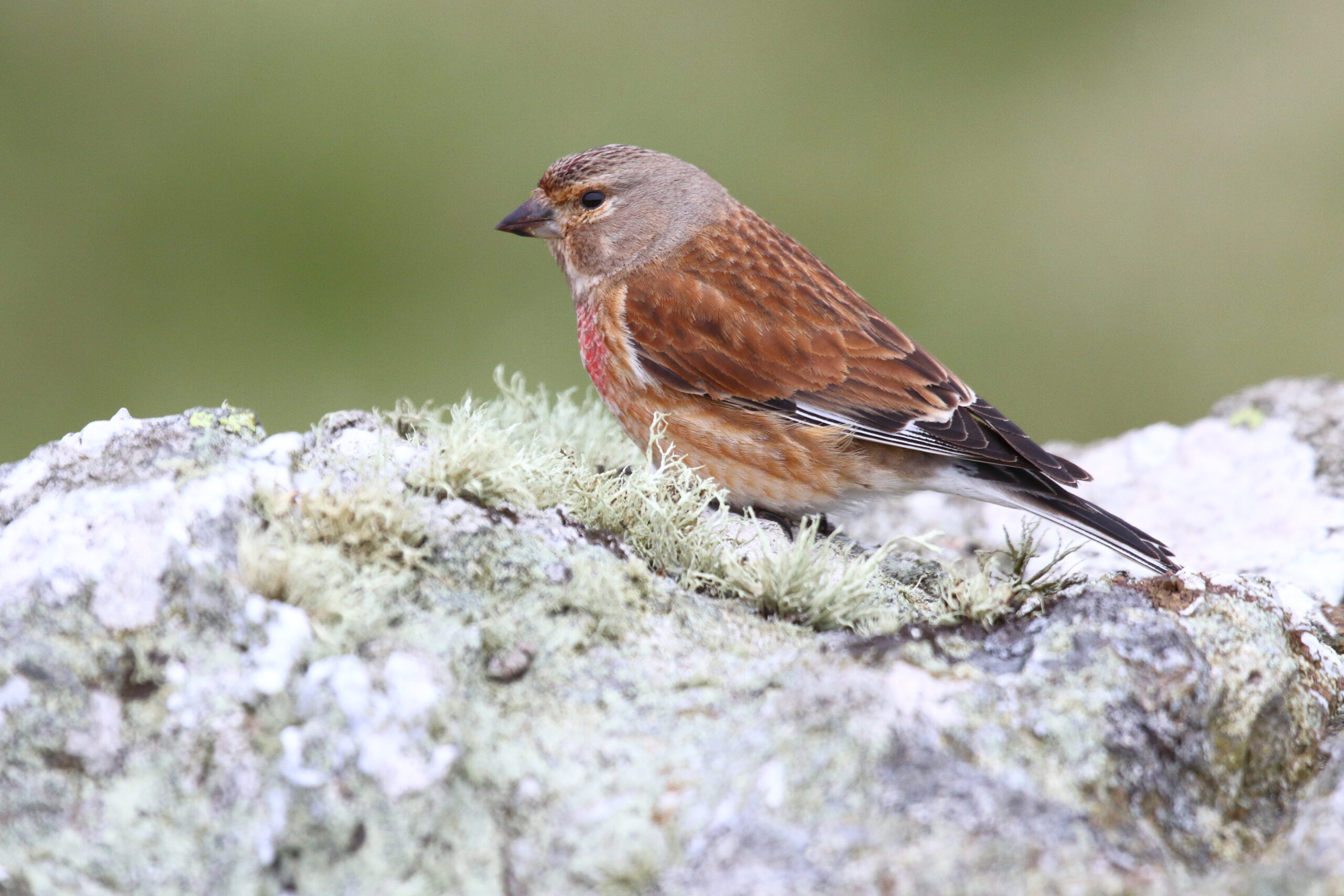 Linnet. Isle of Man, May 2016 © Neil G. Morris.