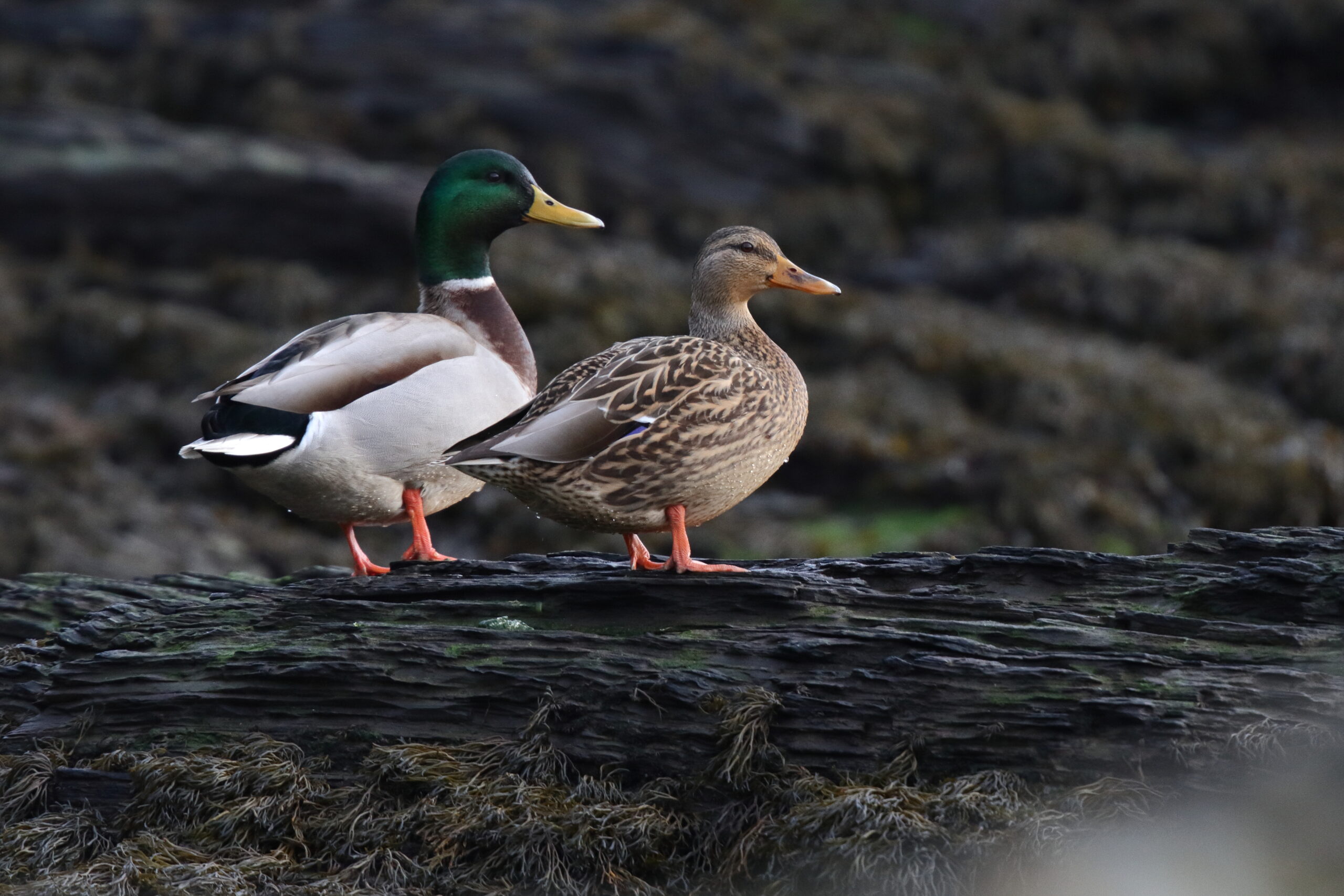Mallard. Isle of Man, December 2015 © Neil G. Morris.