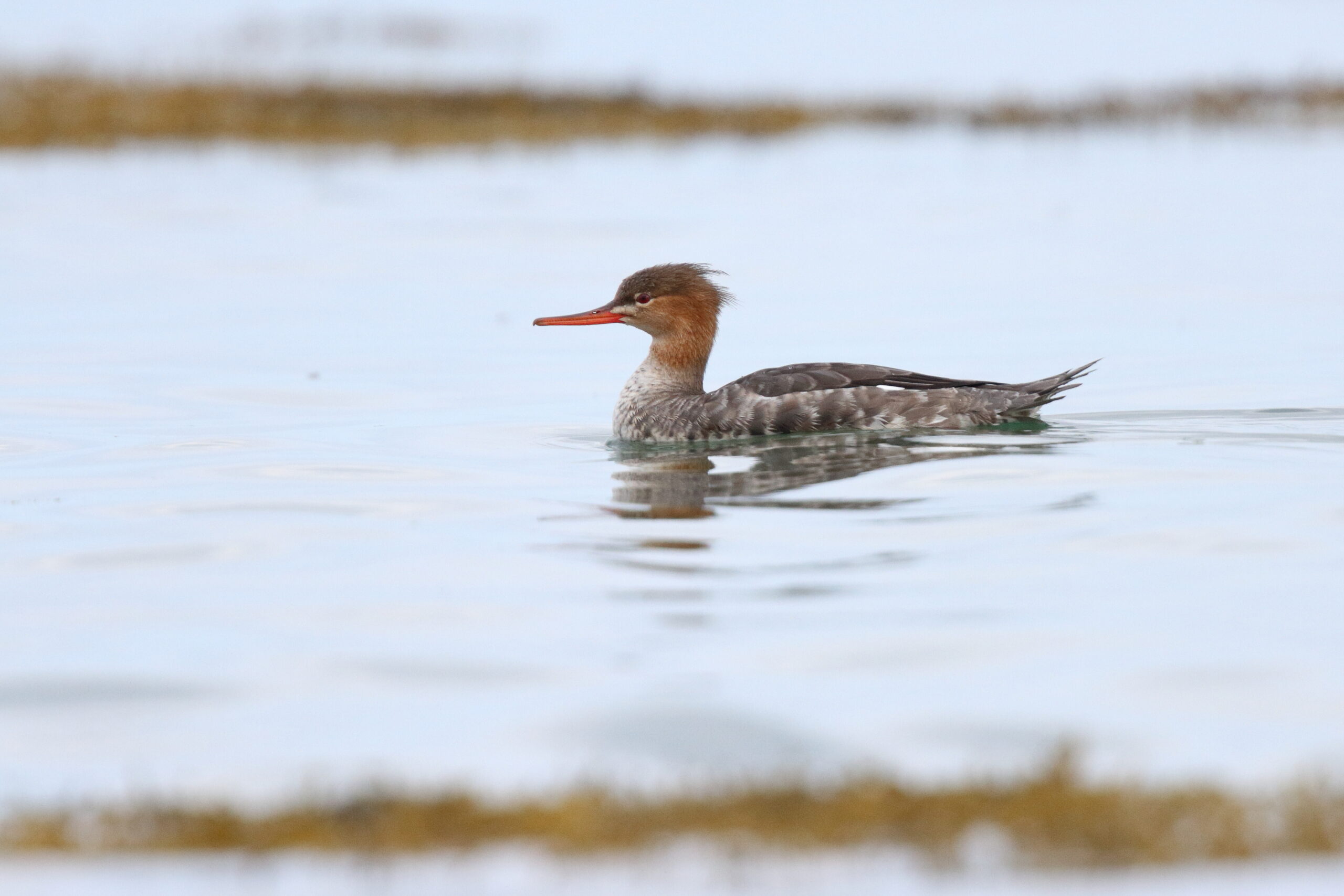 Red-breasted Merganser. Isle of Man, October 2015 © Neil G. Morris.