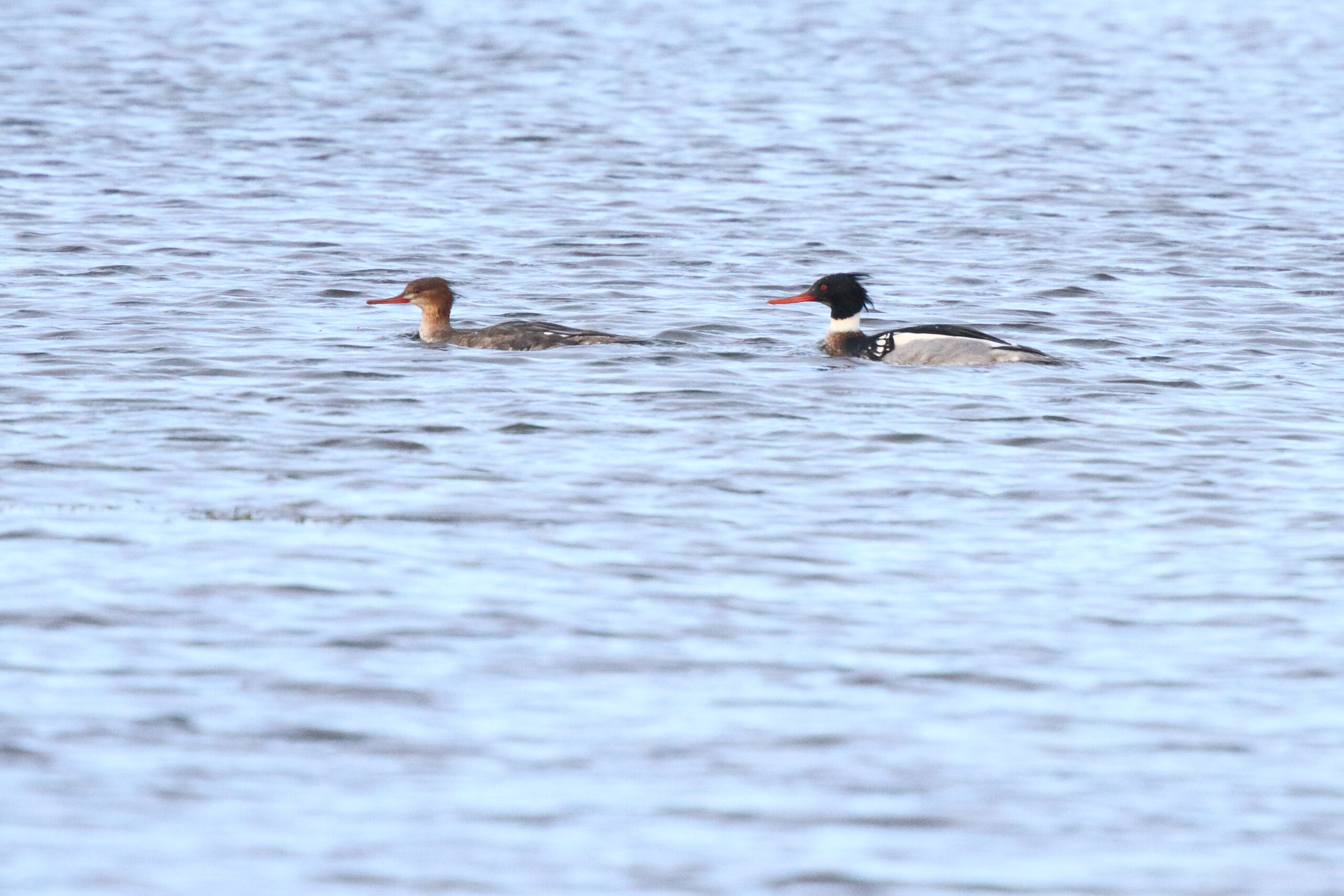 Red-breasted Merganser. Isle of Man, November 2015 © Neil G. Morris.