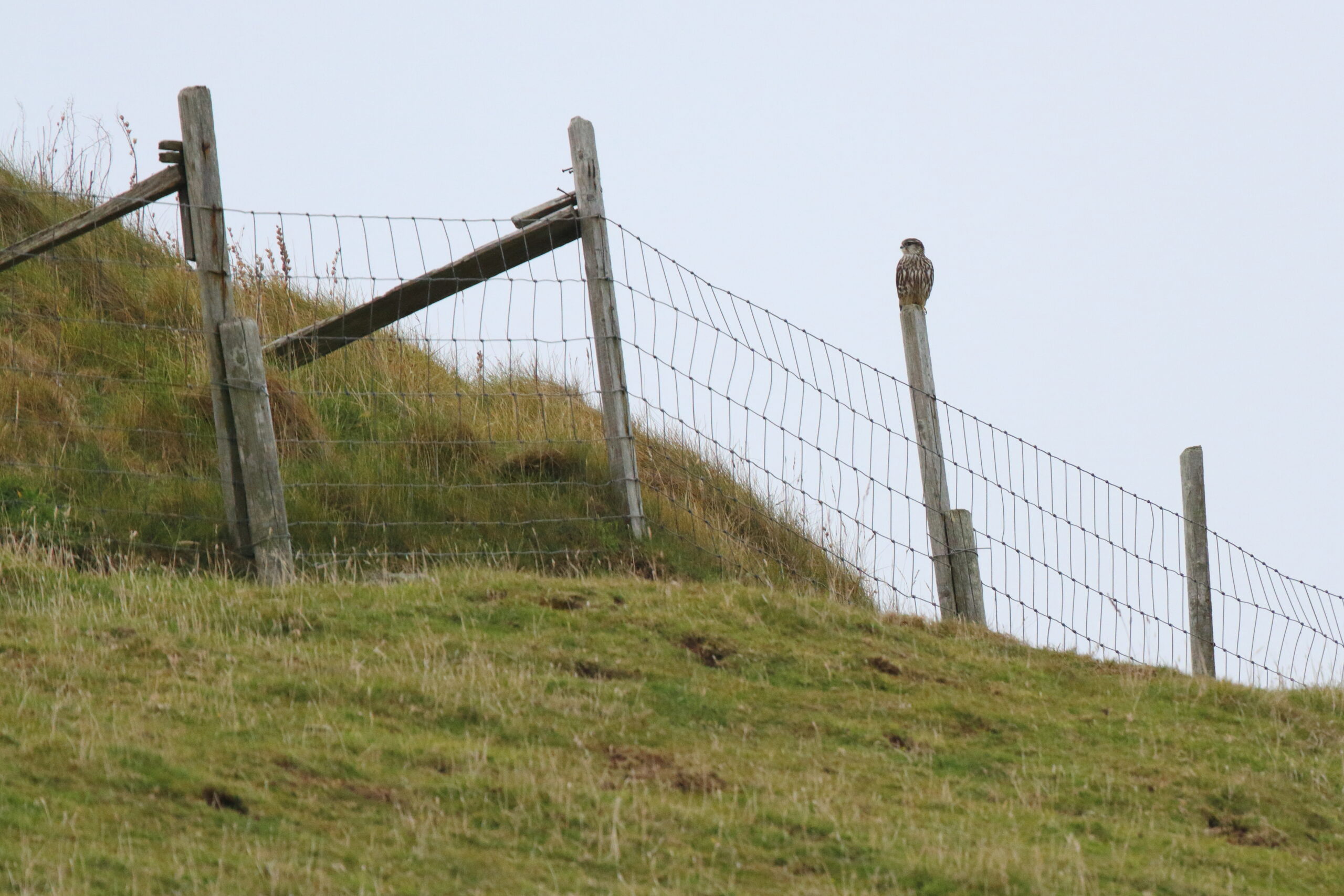 Merlin. Isle of Man, October 2015 © Neil G. Morris.