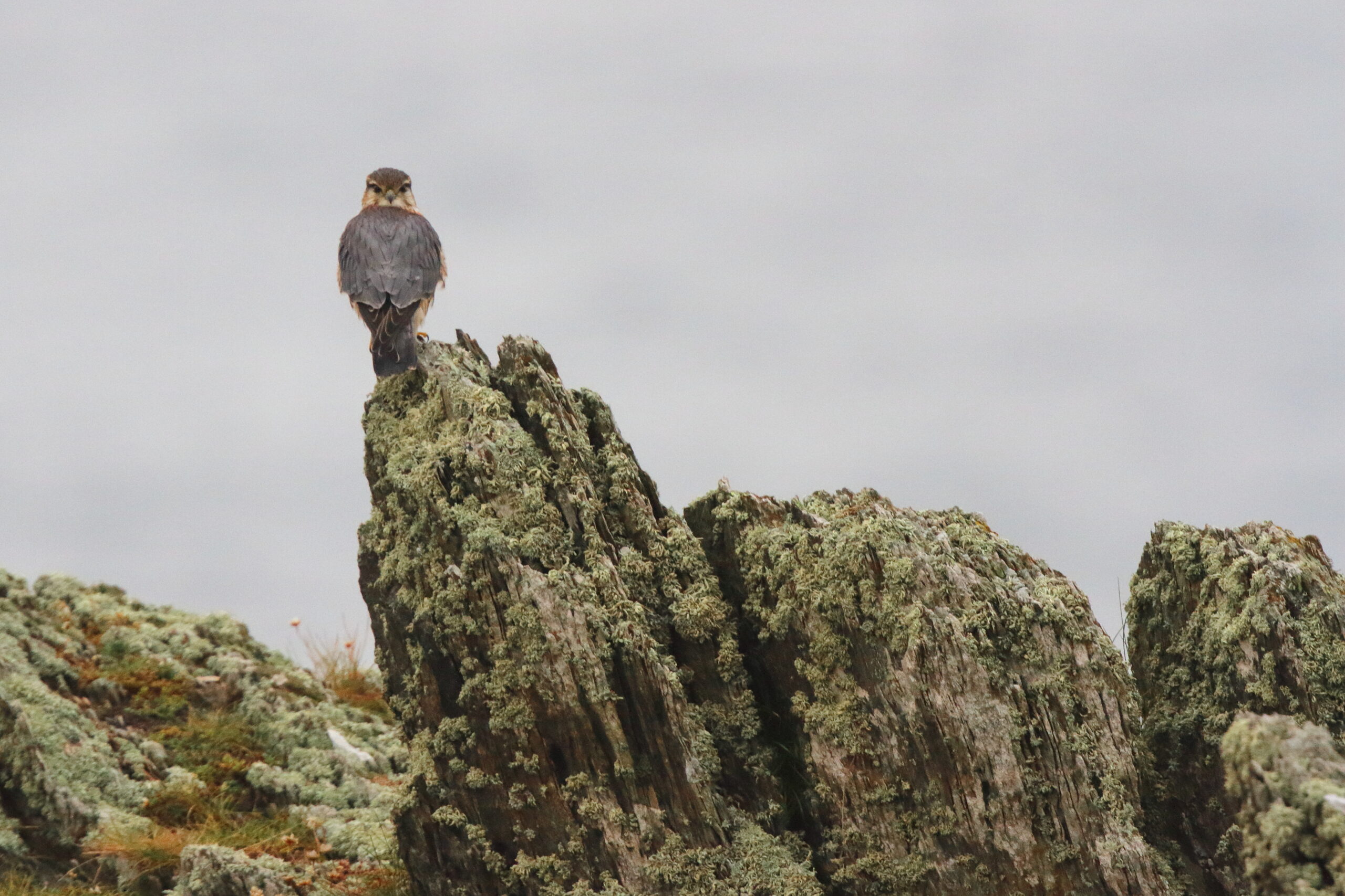 Merlin. Isle of Man, November 2015 © Neil G. Morris.