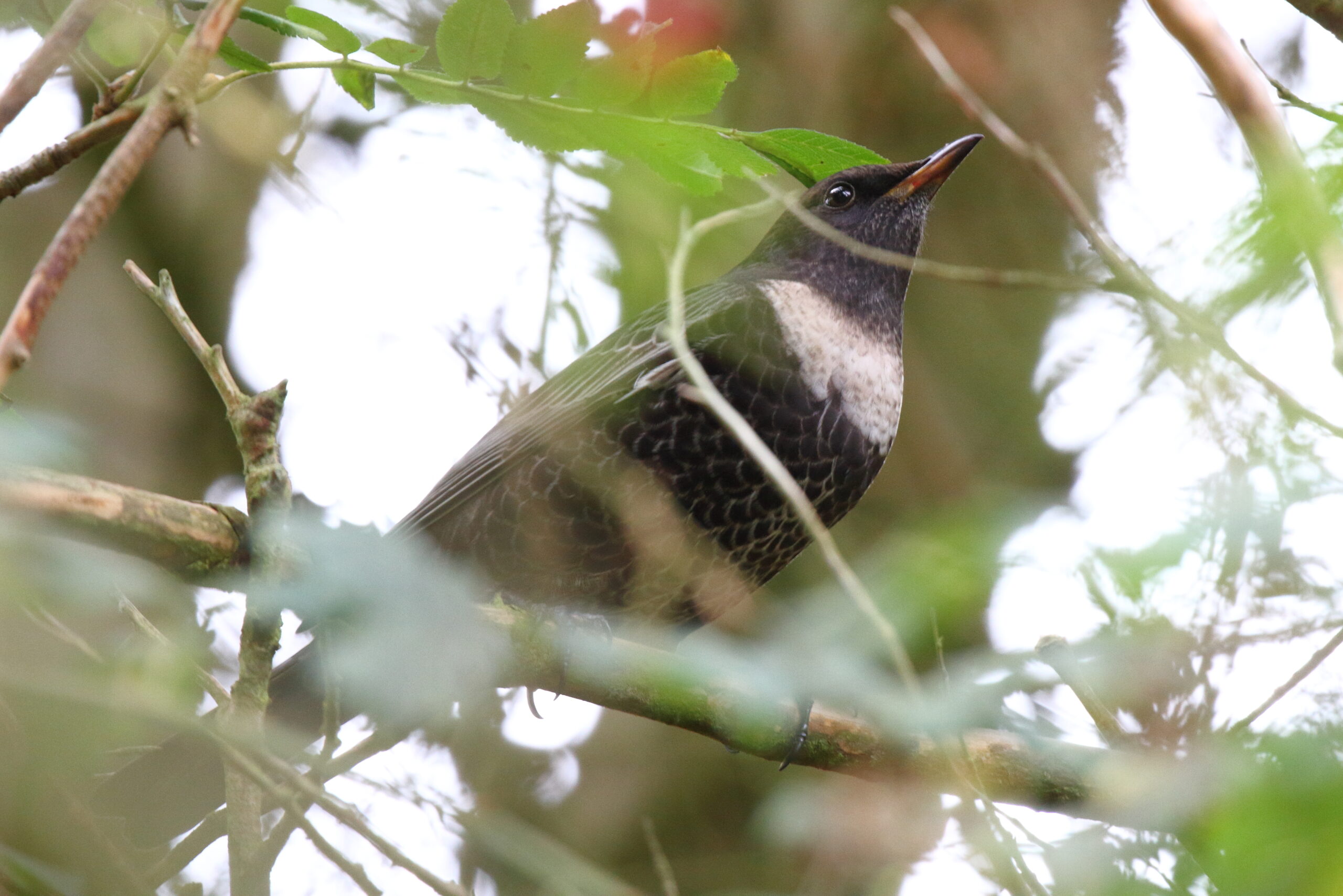 Ring Ouzel. Isle of Man, October 2016 © Neil G. Morris.