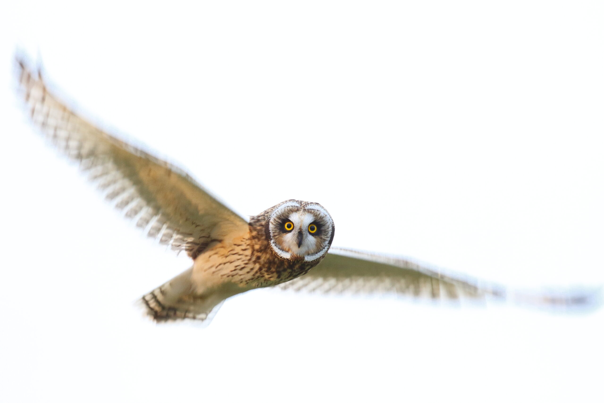 Short-eared Owl. Isle of Man, October 2015 © Neil G. Morris.