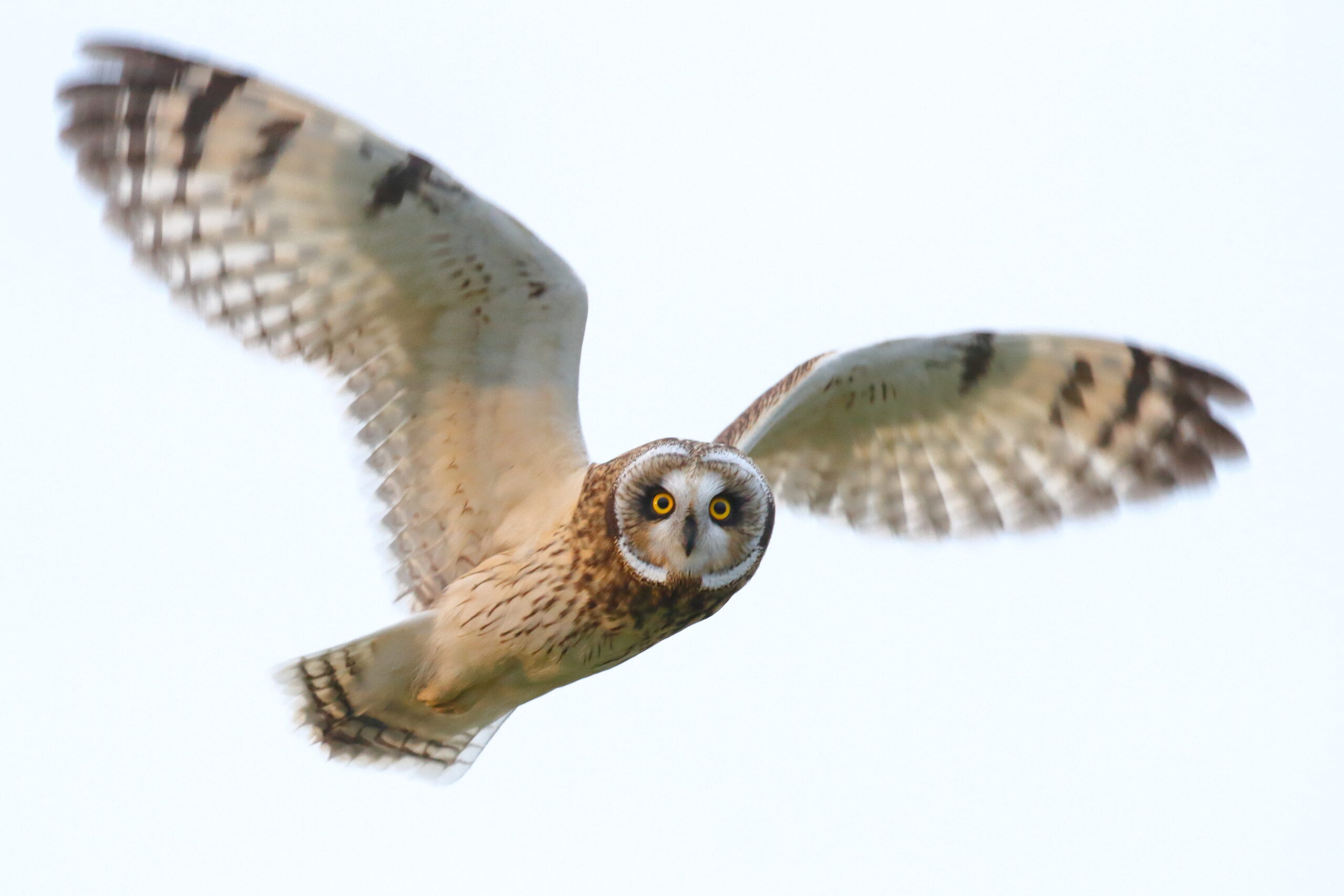 Short-eared Owl. Isle of Man, October 2015 © Neil G. Morris.