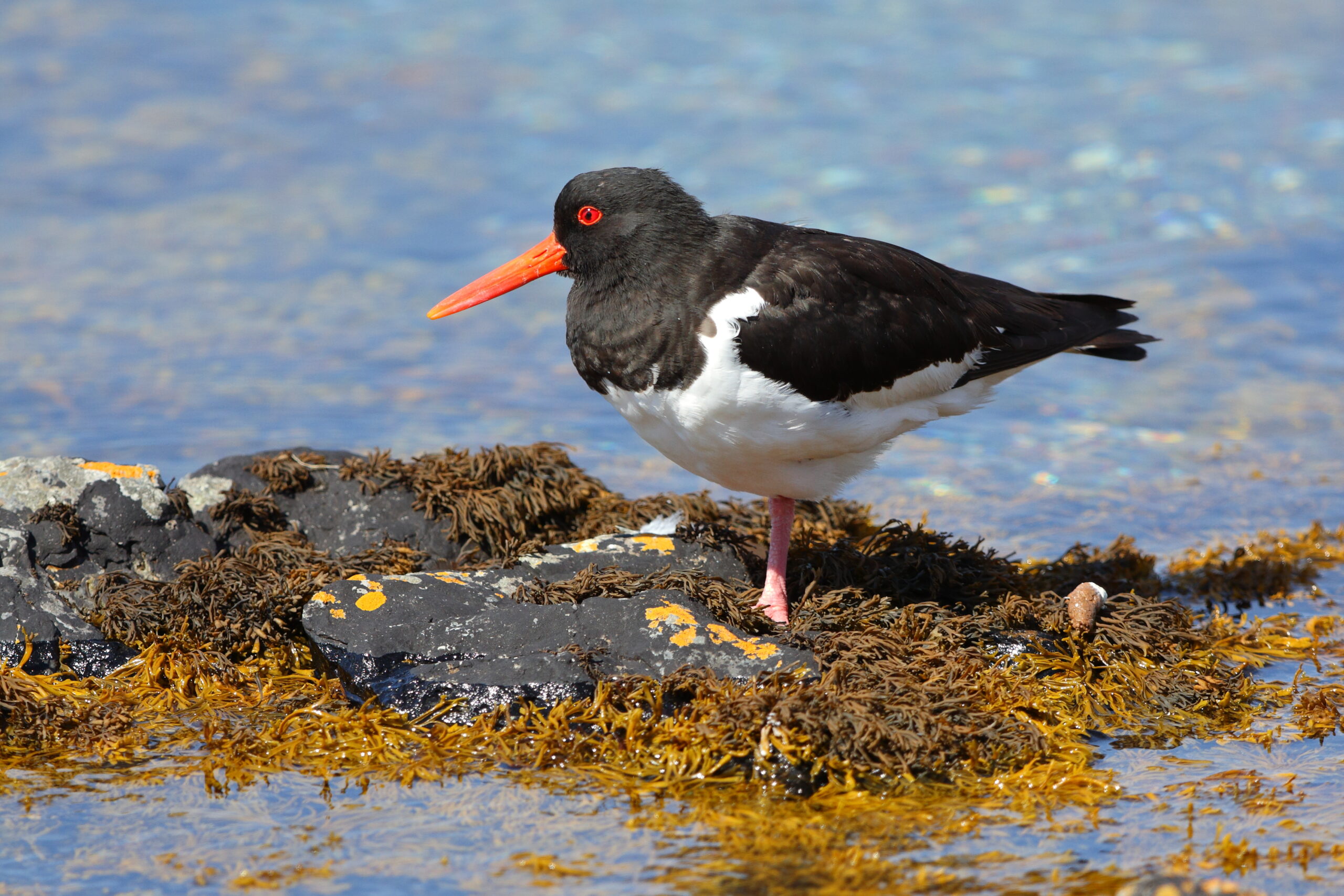 Oystercatcher. Isle of Man, August 2015 © Neil G. Morris.