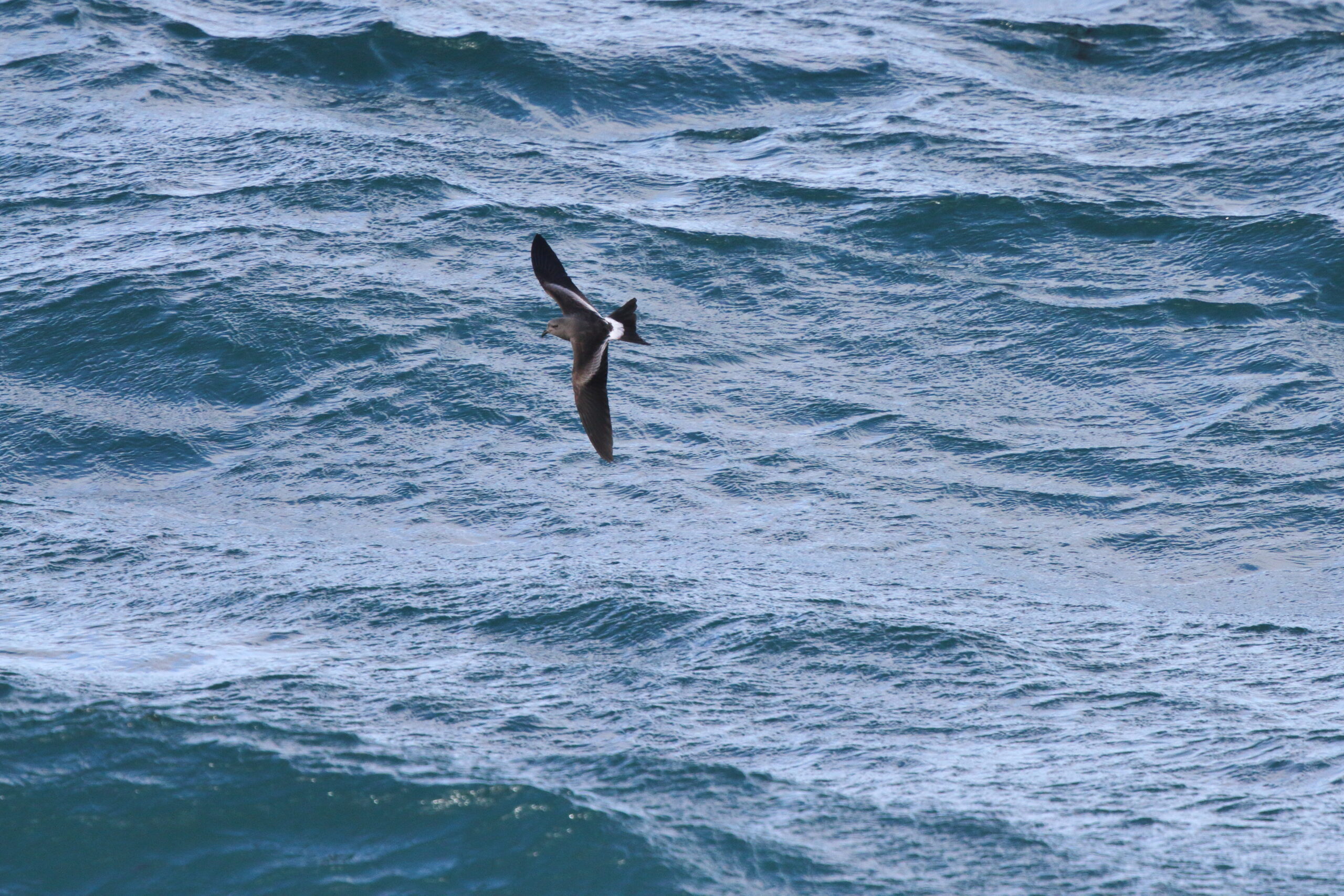 Leach's Petrel. Isle of Man, October 2015 © Neil G. Morris.