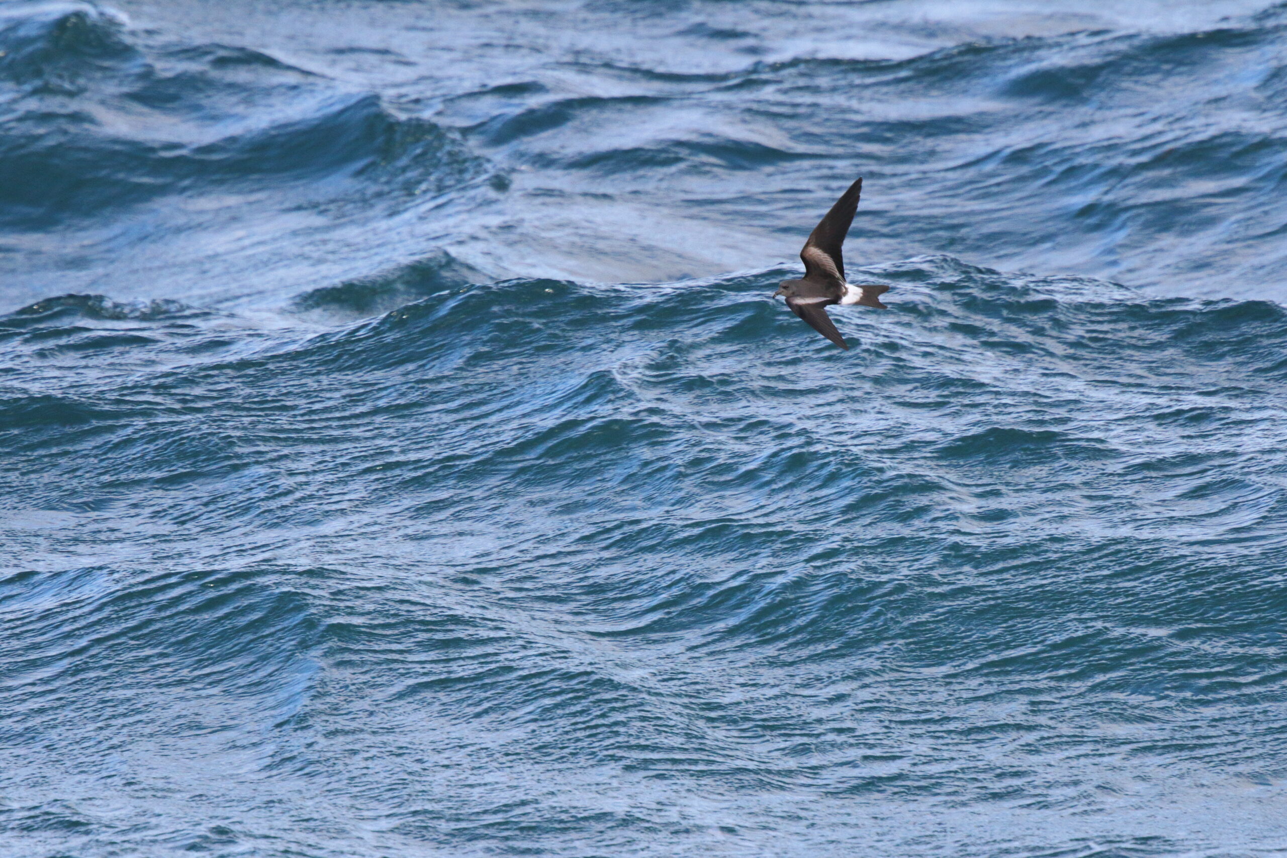 Leach's Petrel. Isle of Man, October 2015 © Neil G. Morris.