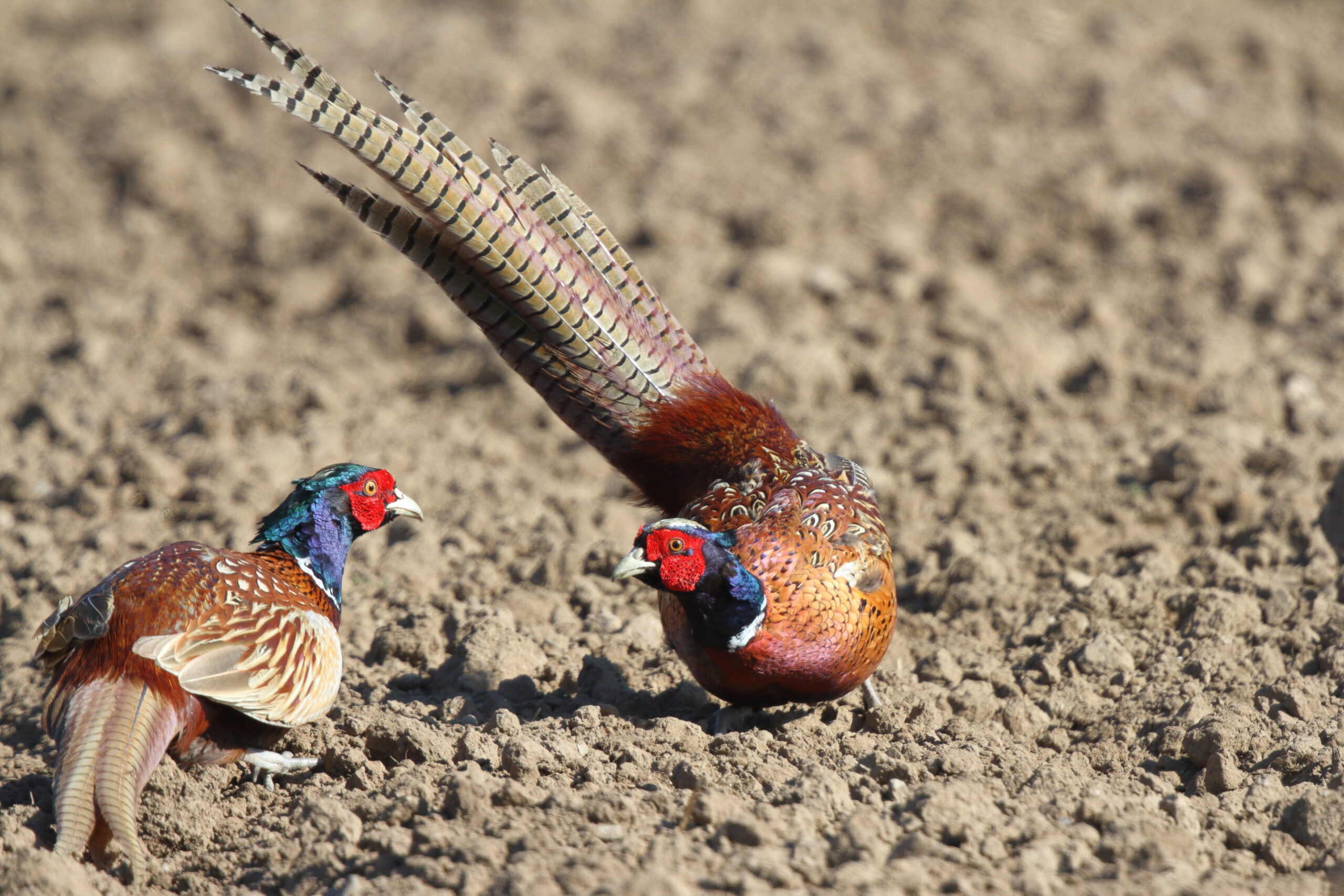 Pheasant. Isle of Man, April 2016 © Neil G. Morris.