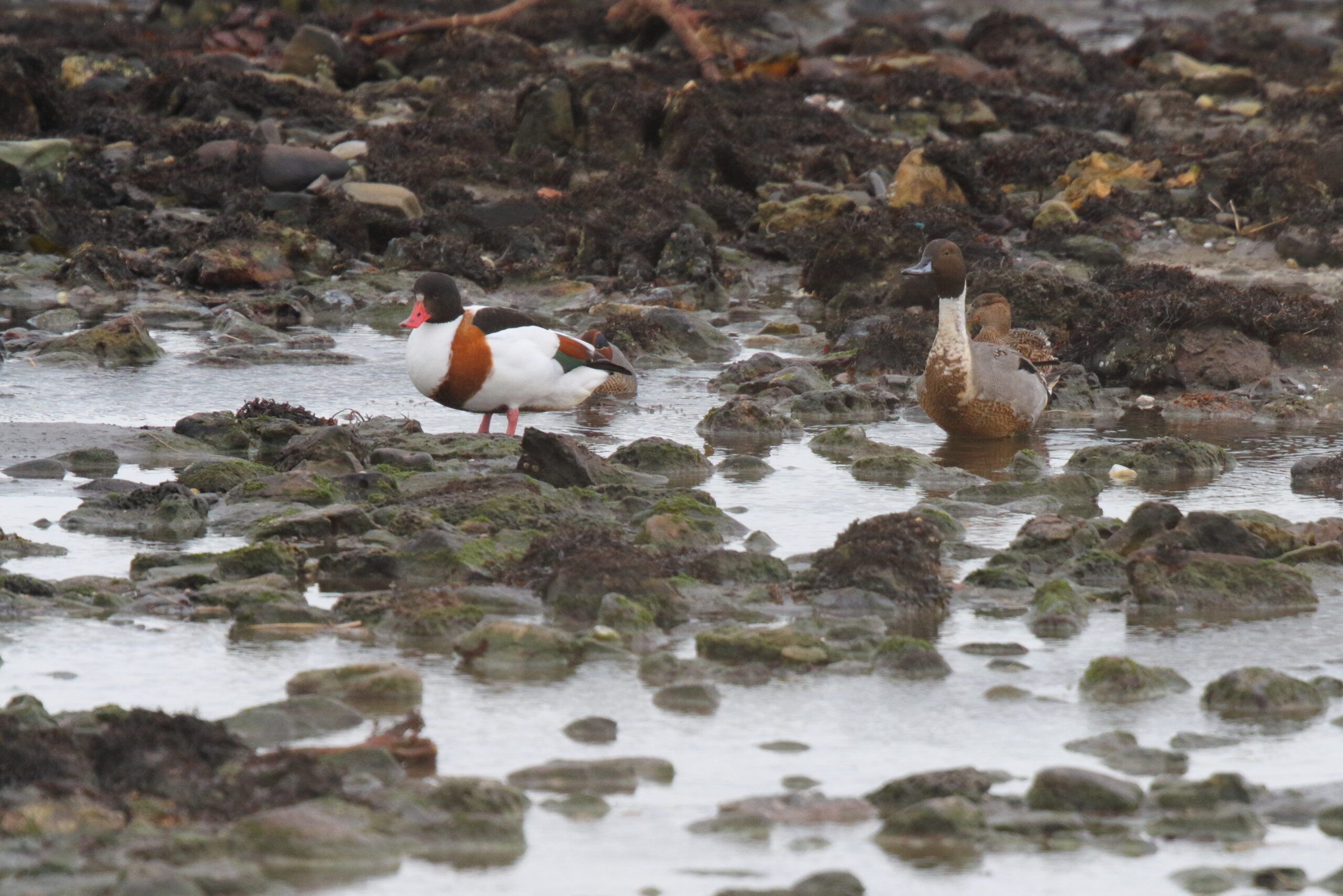Pintail. Isle of Man, March 2018 © Neil G. Morris.