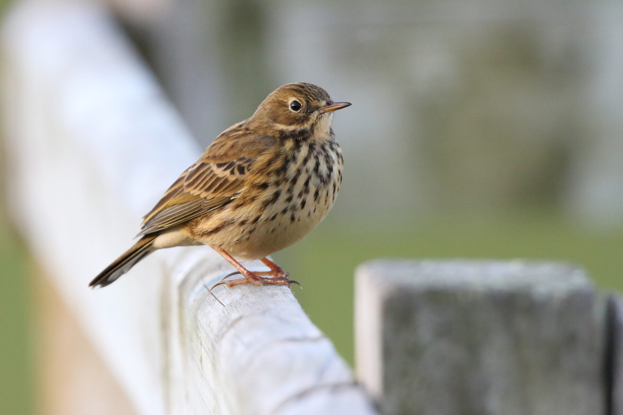 Meadow pipit. Isle of Man, October 2015 © Neil G. Morris.