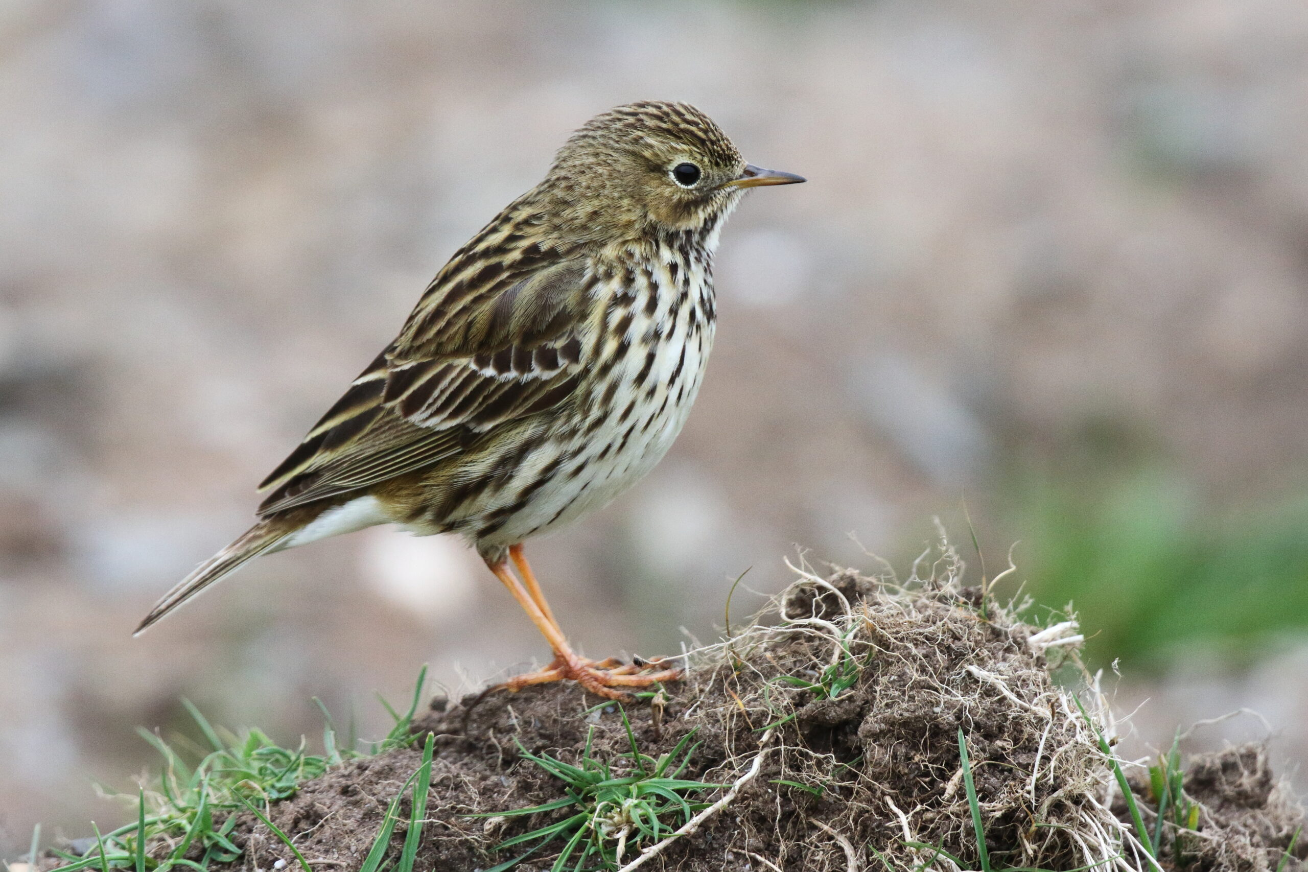 Meadow Pipit. Isle of Man, April 2017 © Neil G. Morris.