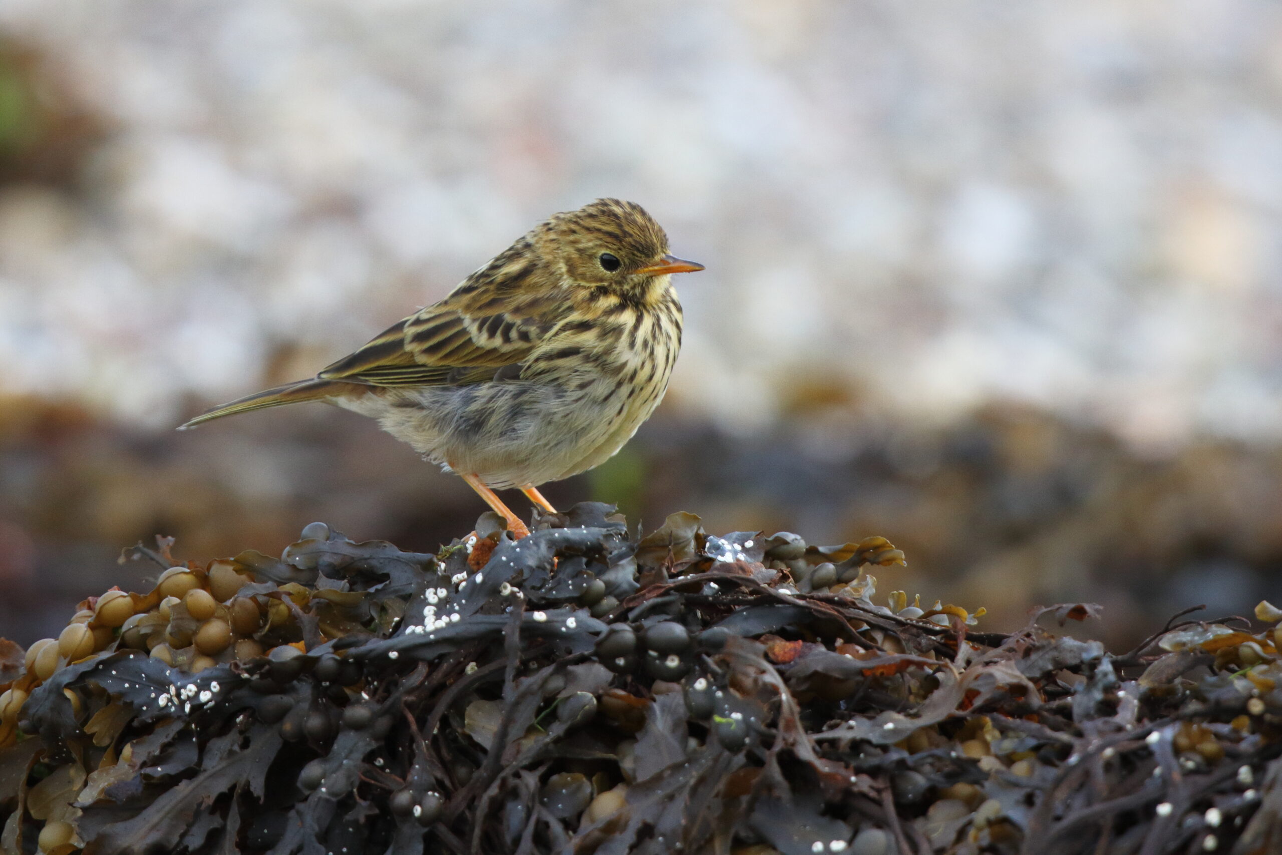 Meadow Pipit. Isle of Man, September 2017 © Neil G. Morris.