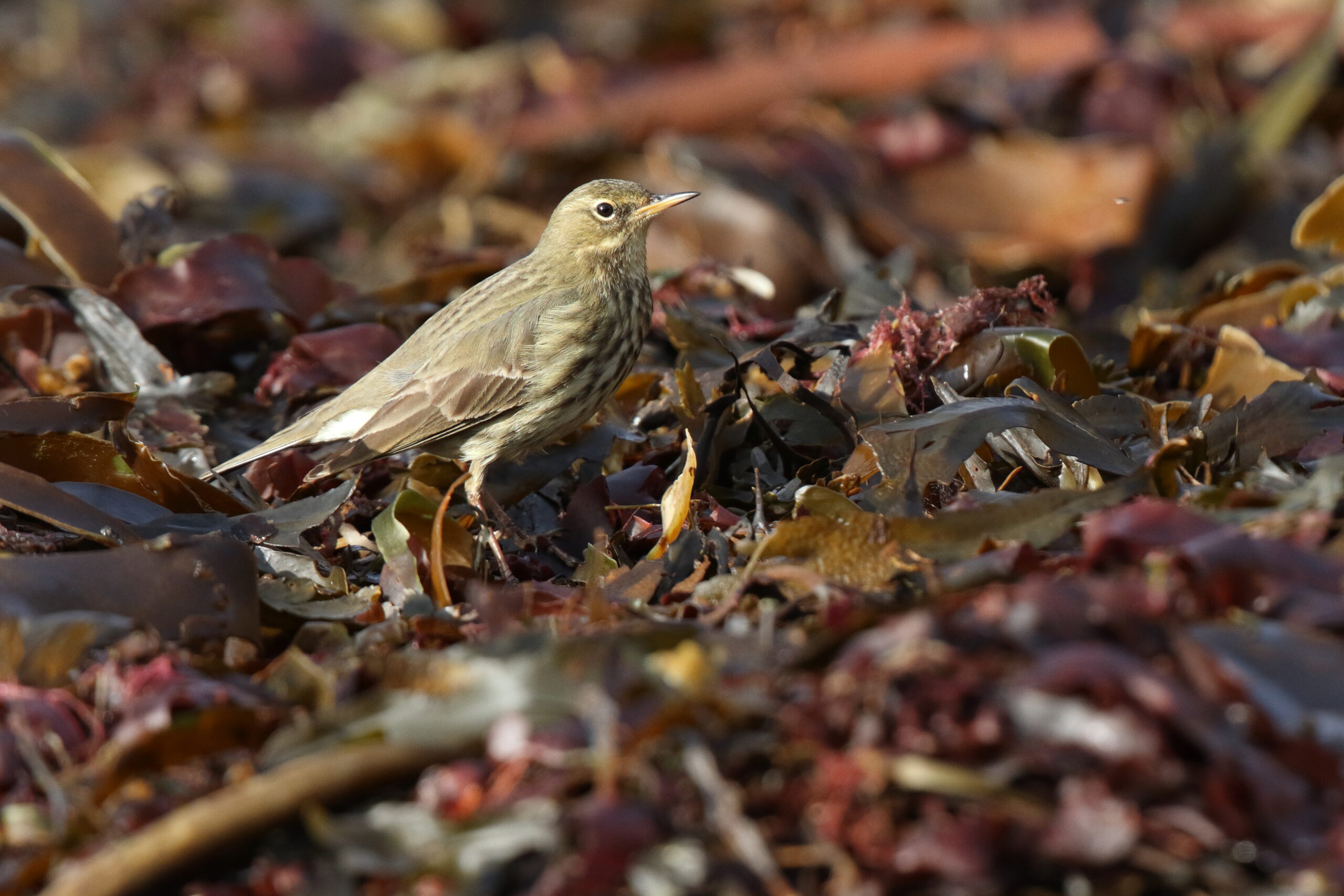 Rock Pipit. Isle of Man, December 2014 © Neil G. Morris.