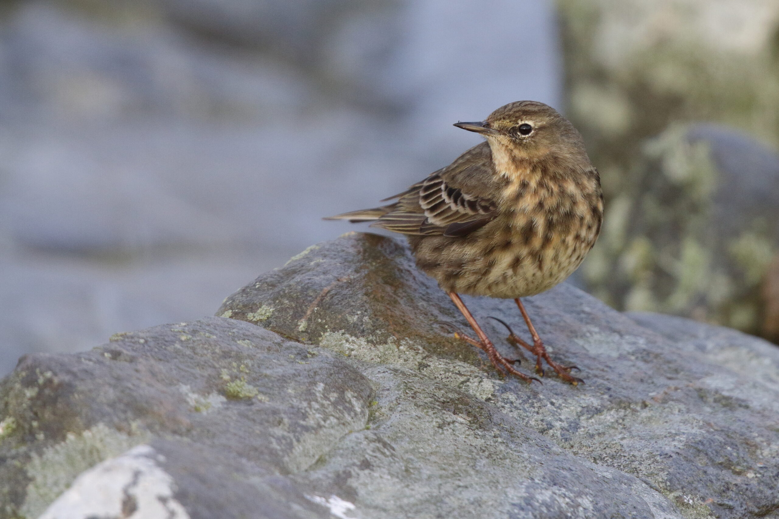 Rock Pipit. Isle of Man, February 2015 © Neil G. Morris.
