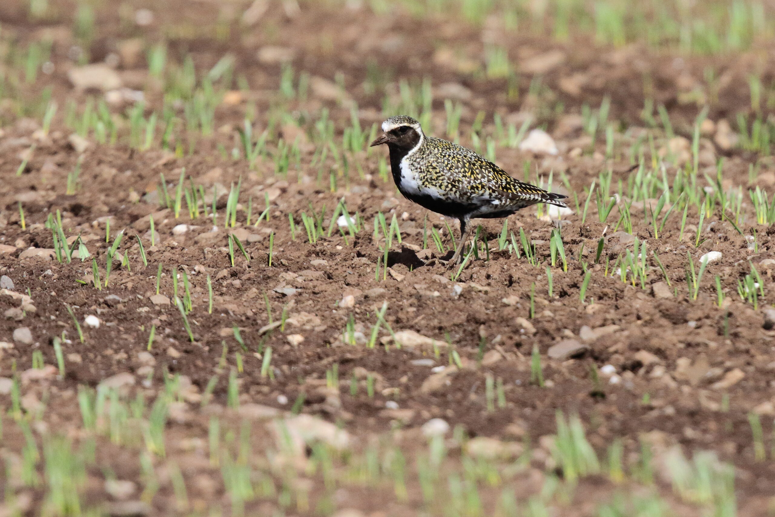 Golden Plover. Isle of Man, May 2015 © Neil G. Morris.