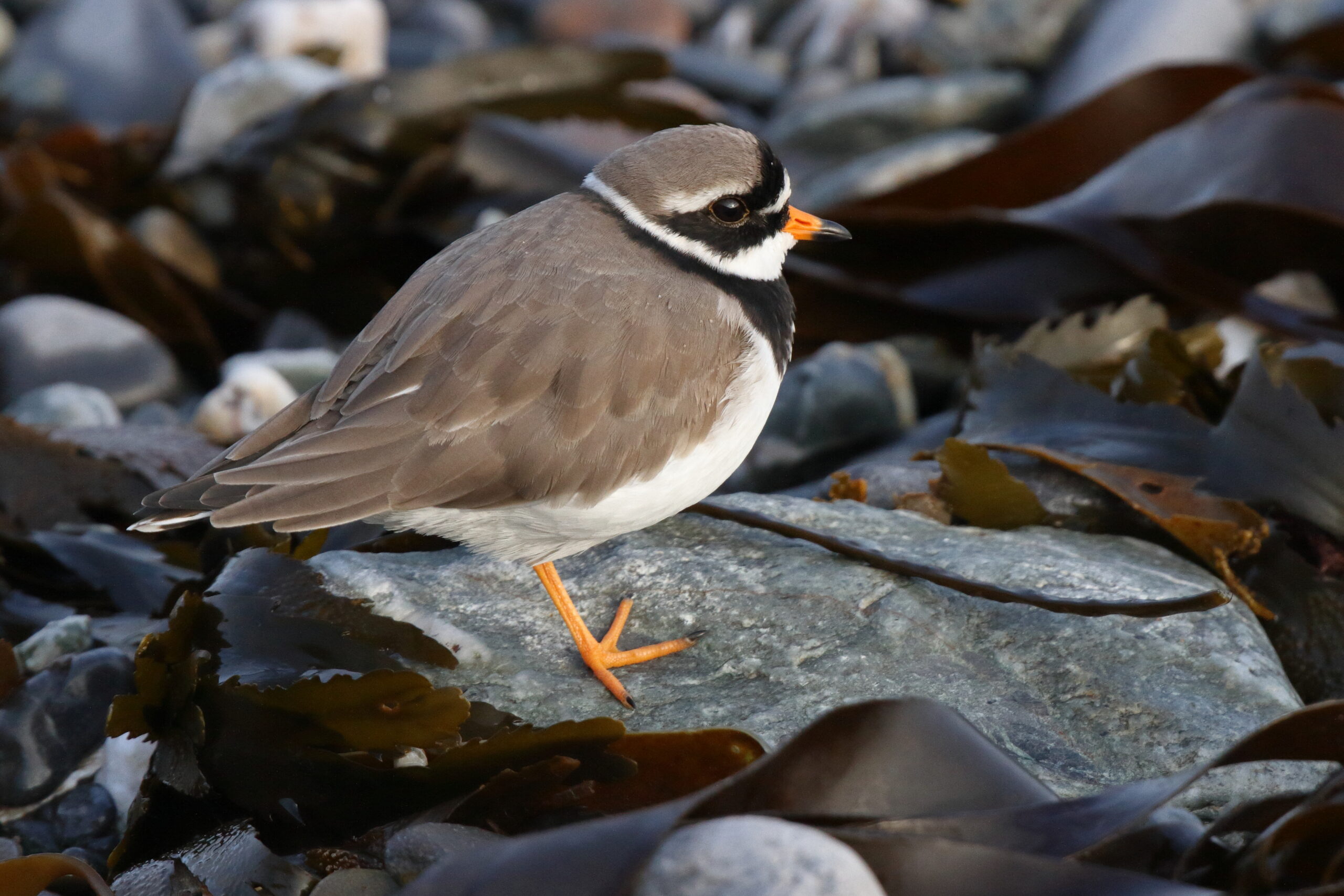 (Common) Ringed Plover. Isle of Man, November 2014 © Neil G. Morris.