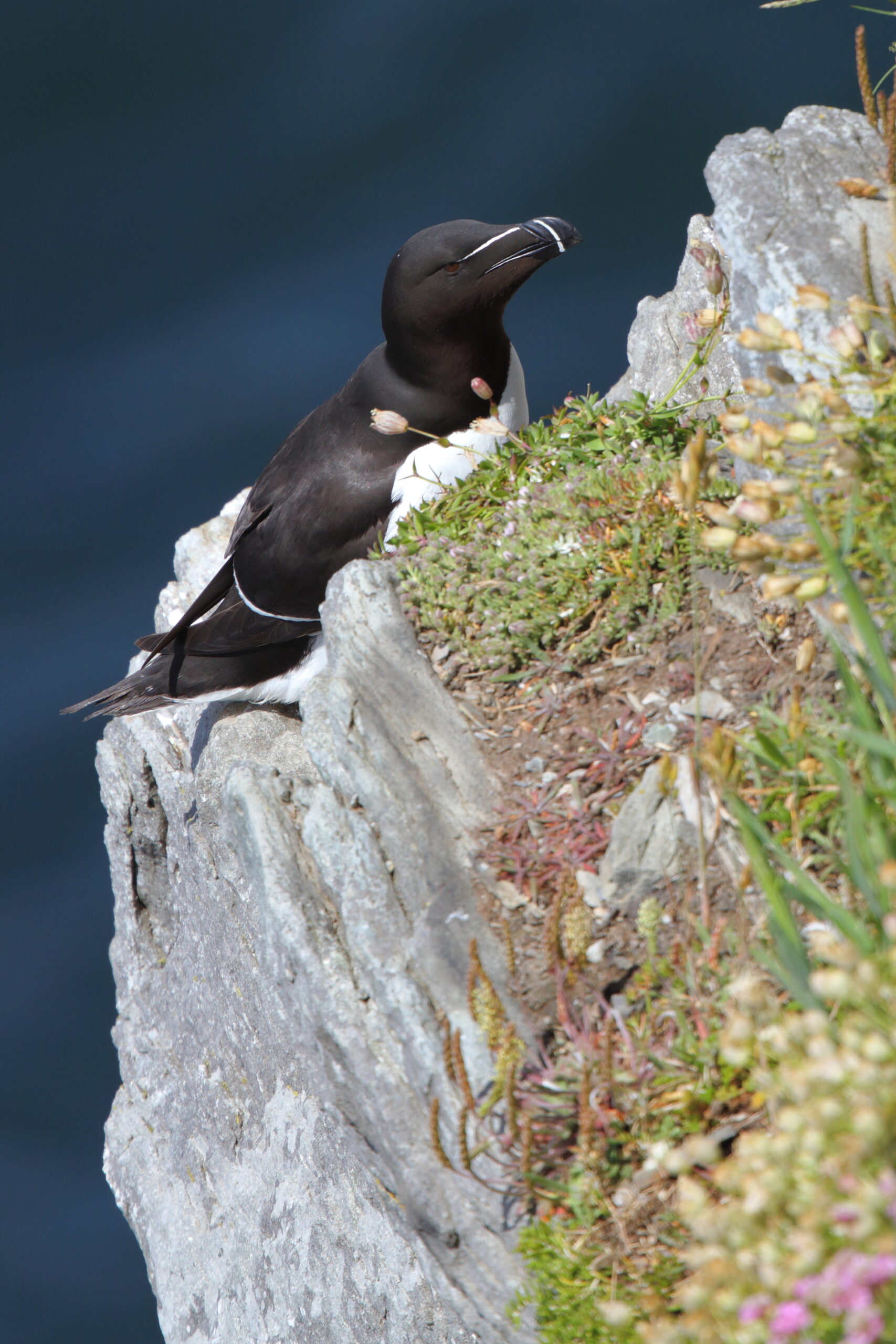Razorbill. Isle of Man, June 2015 © Neil G. Morris.