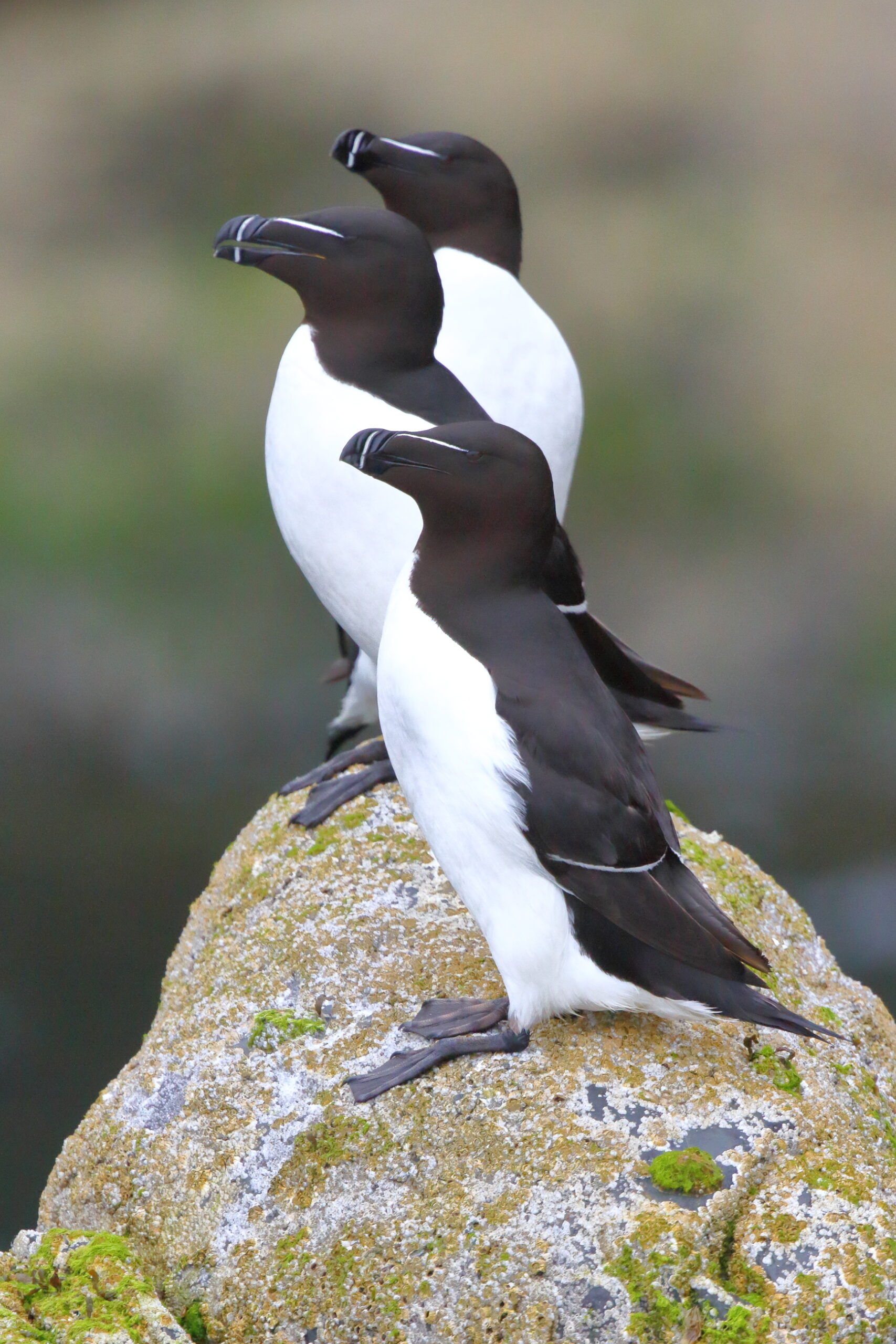 Razorbill. Isle of Man, June 2017 © Neil G. Morris.