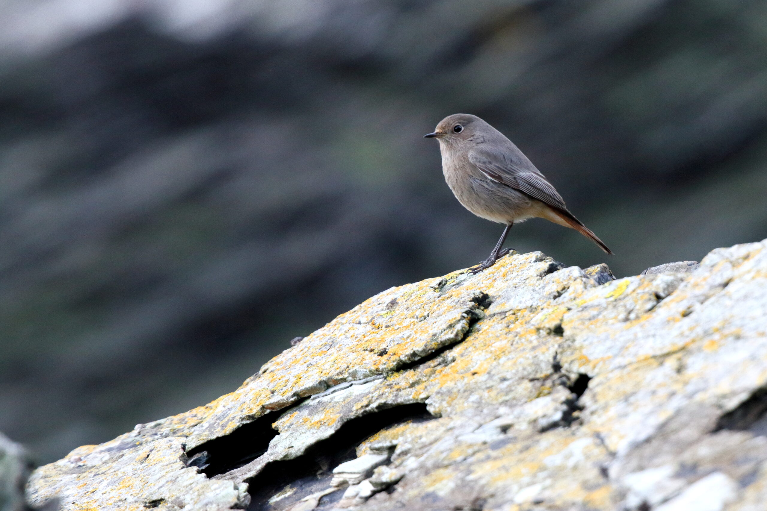 Black Redstart. Isle of Man, January 2015 © Neil G. Morris.