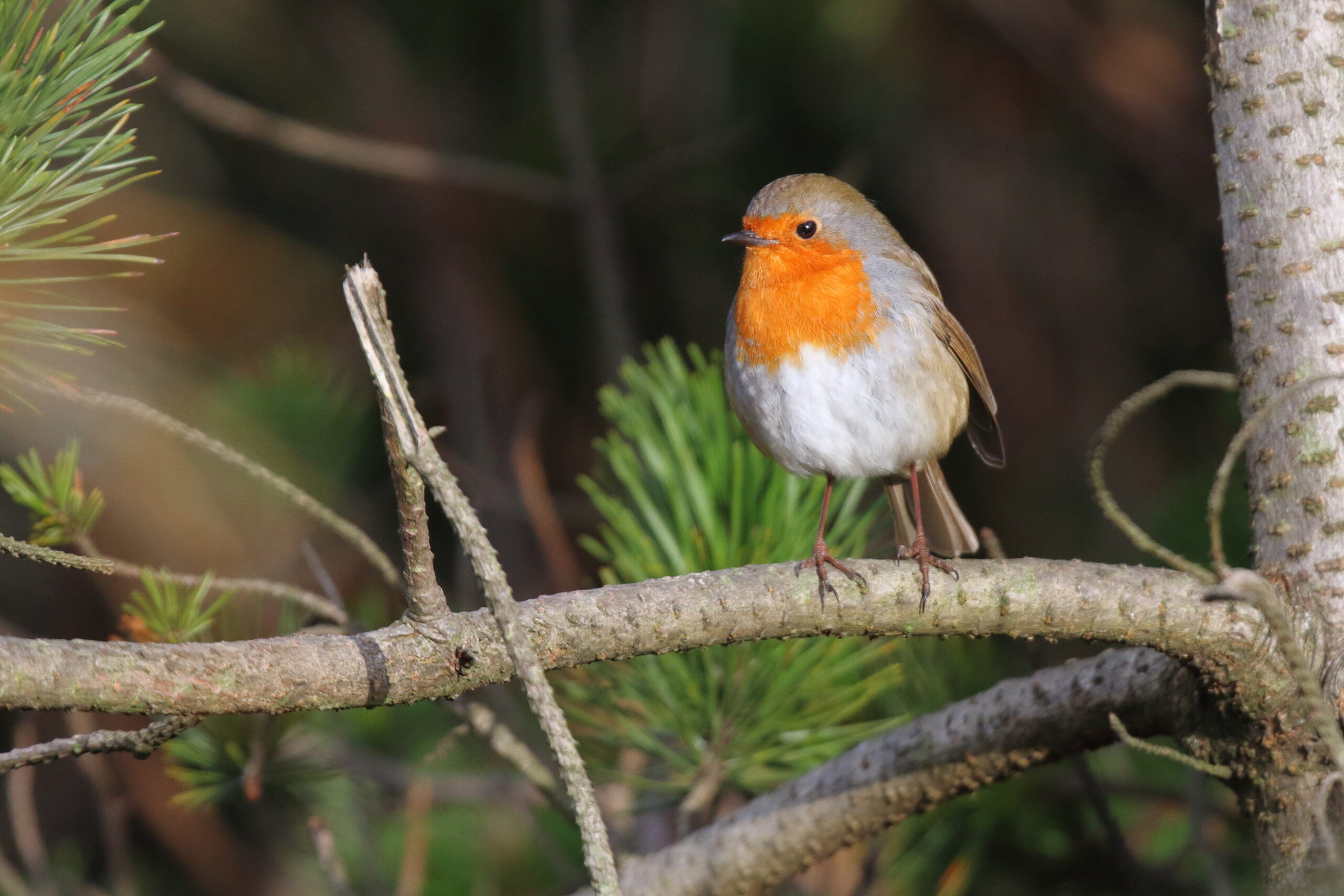 Robin. Isle of Man, February 2016 © Neil G. Morris.