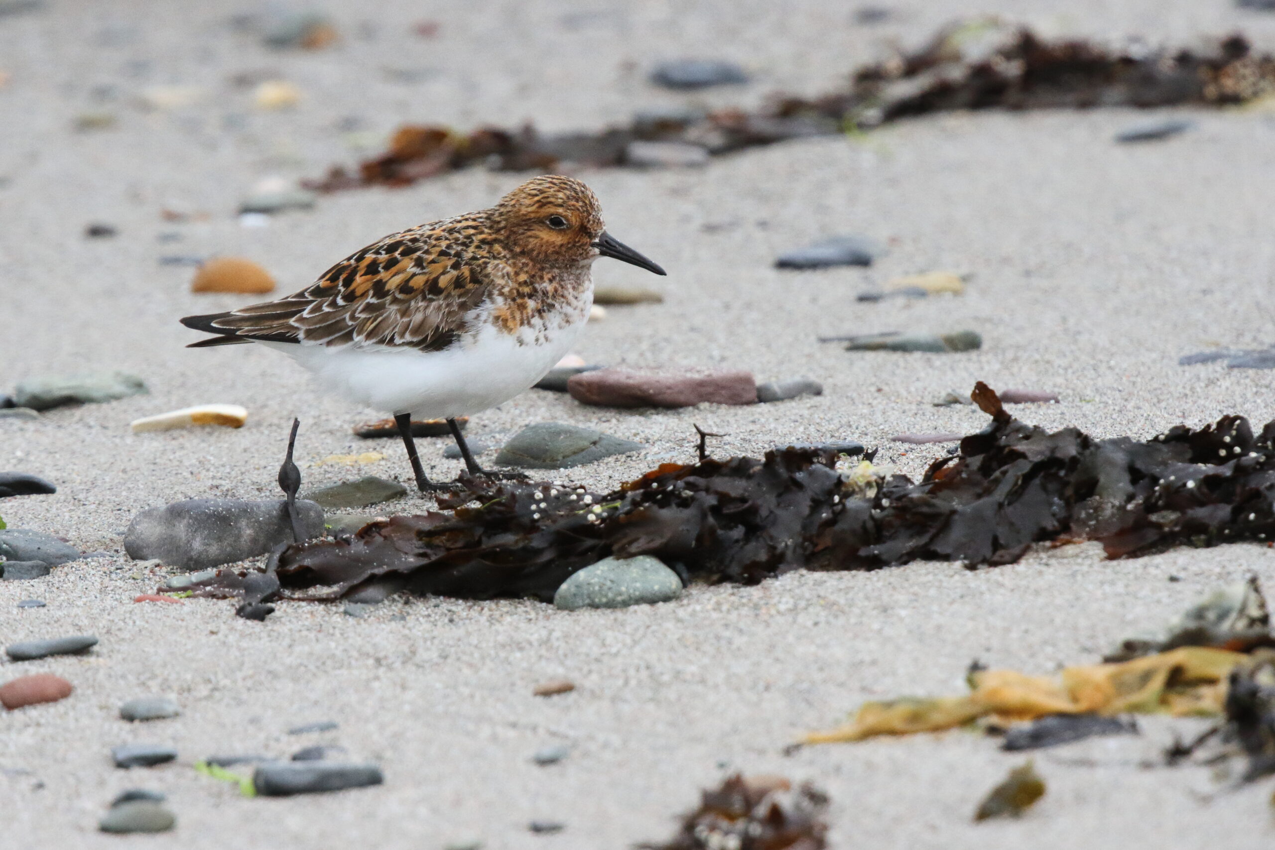 Sanderling. Isle of Man, June 2015 © Neil G. Morris.