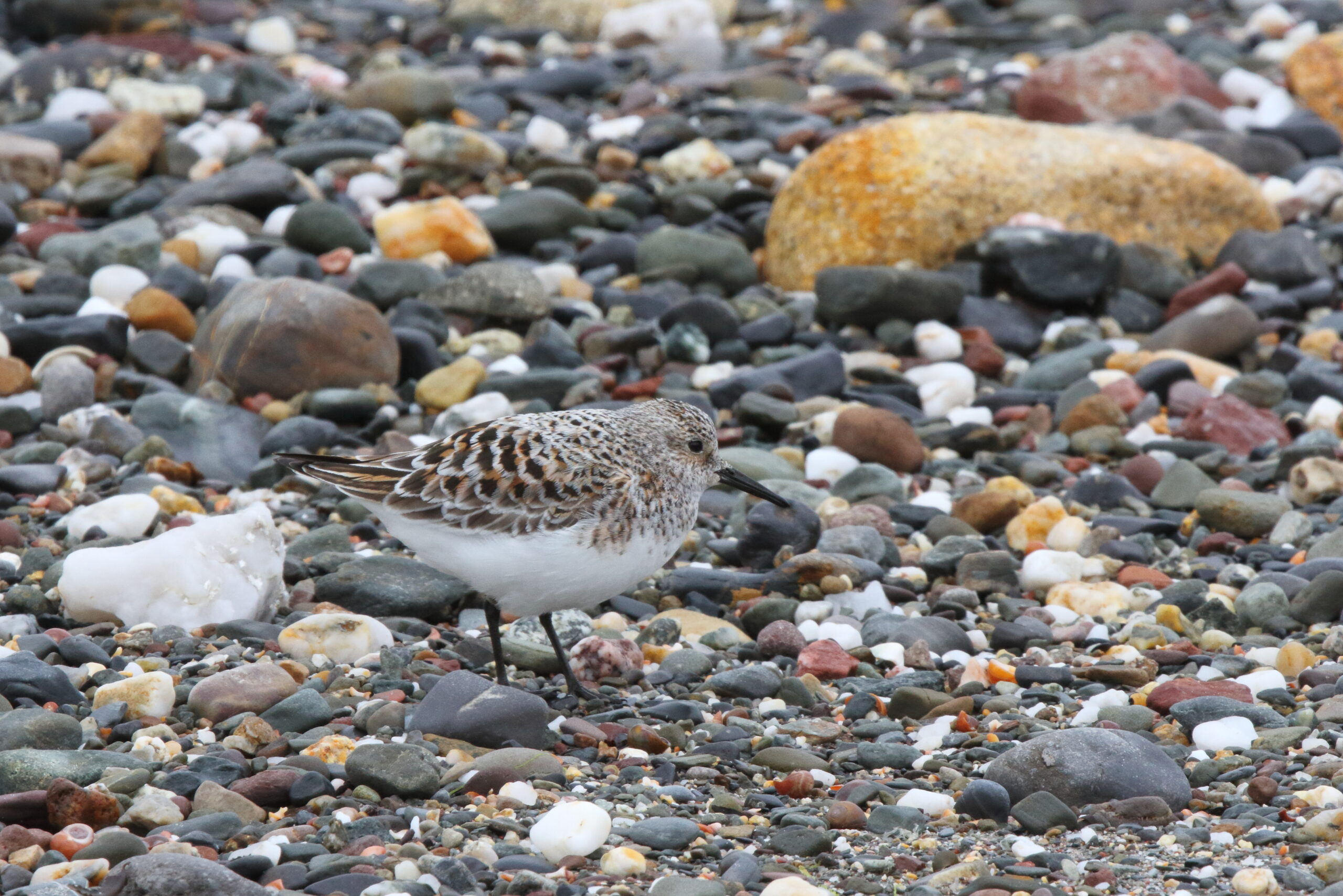 Sanderling. Isle of Man, May 2017 © Neil G. Morris.