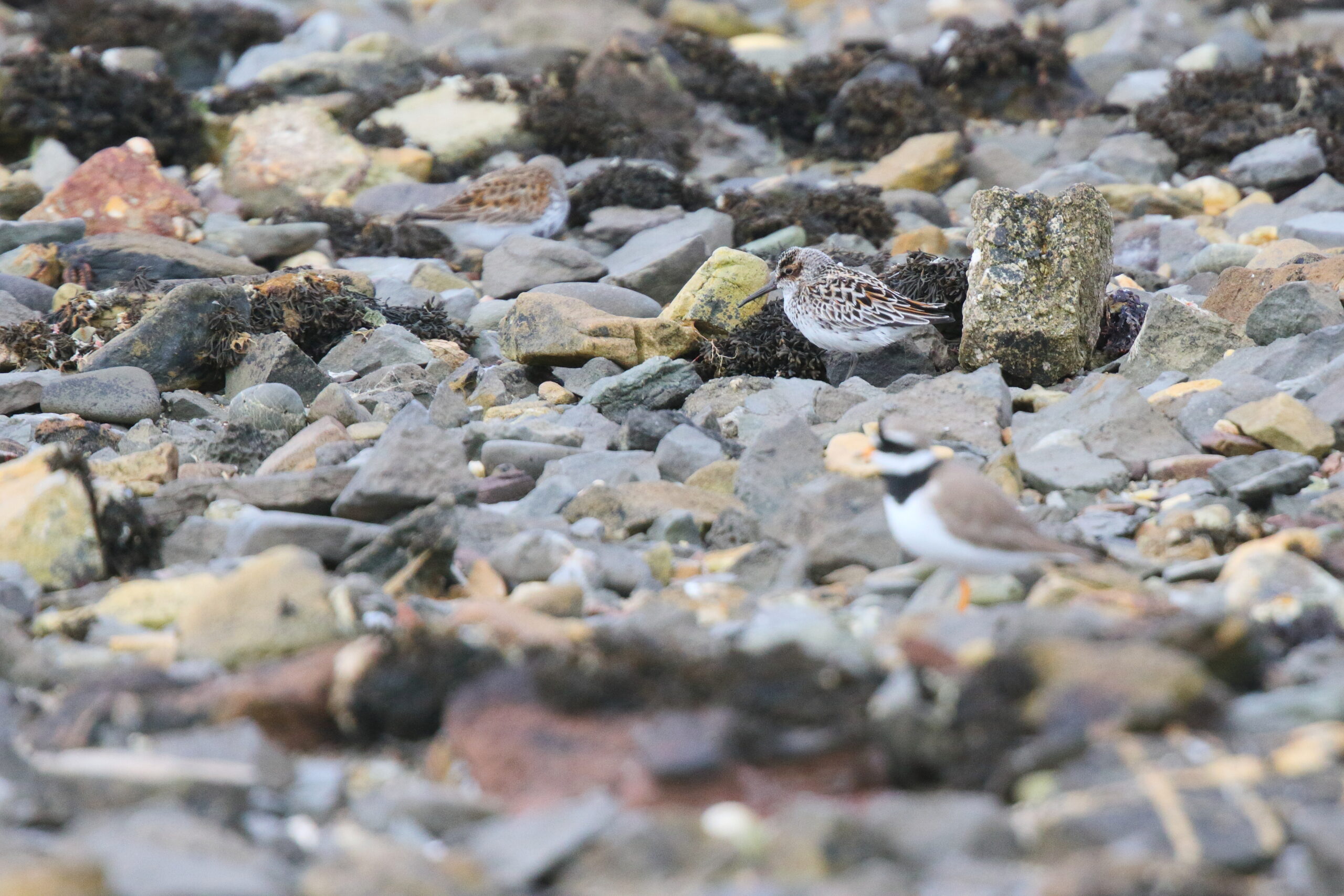 Broad-billed Sandpiper. Isle of Man, May 2017 © Neil G. Morris.