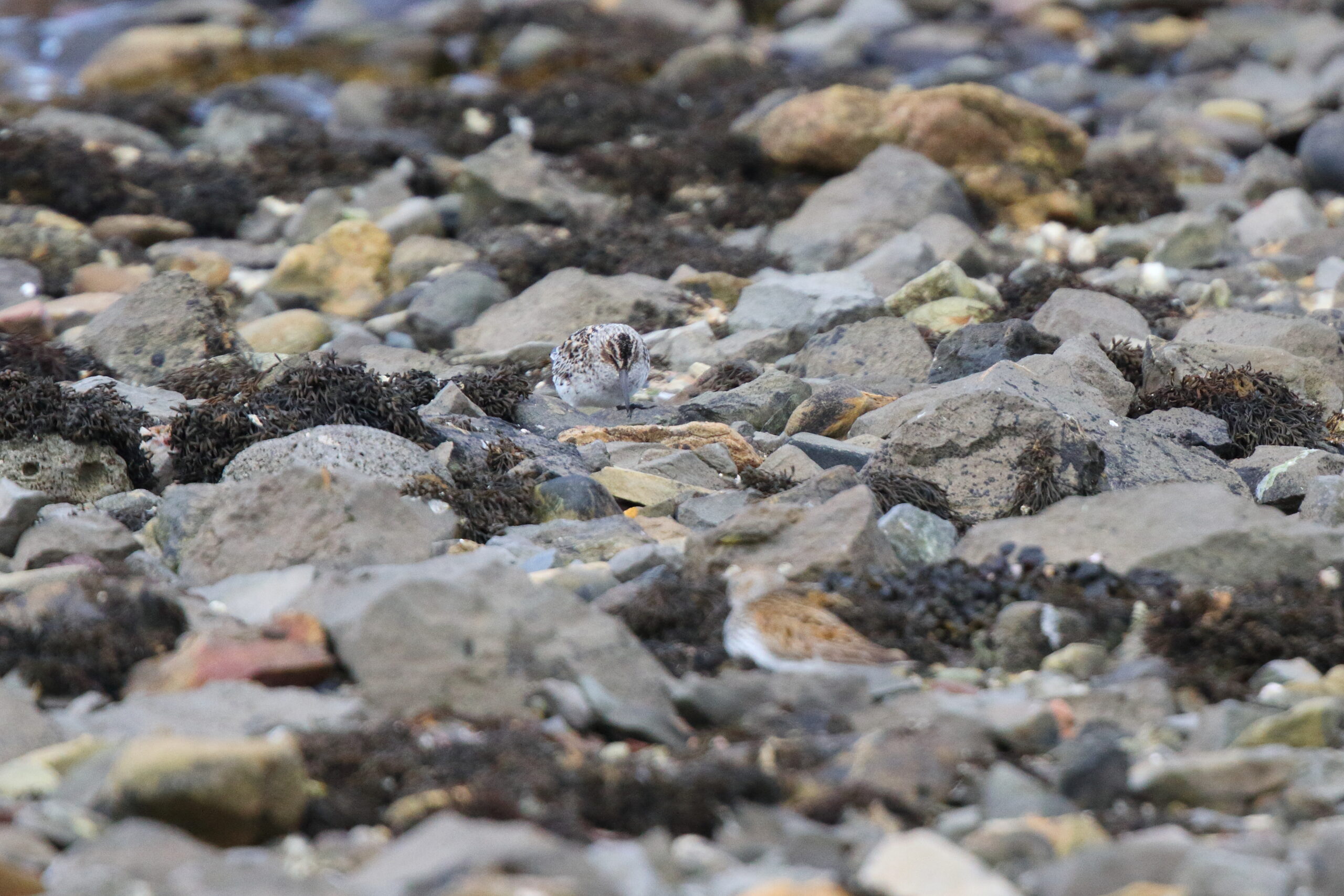 Broad-billed Sandpiper. Isle of Man, May 2017 © Neil G. Morris.