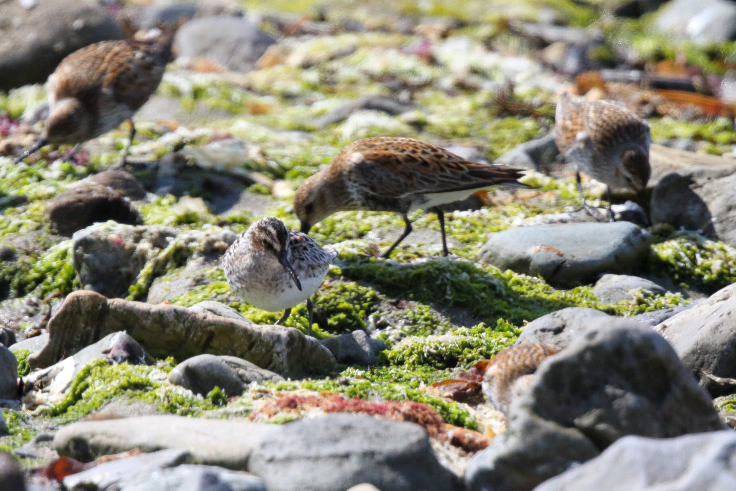 Broad-billed Sandpiper. Isle of Man, May 2017 © Neil G. Morris.