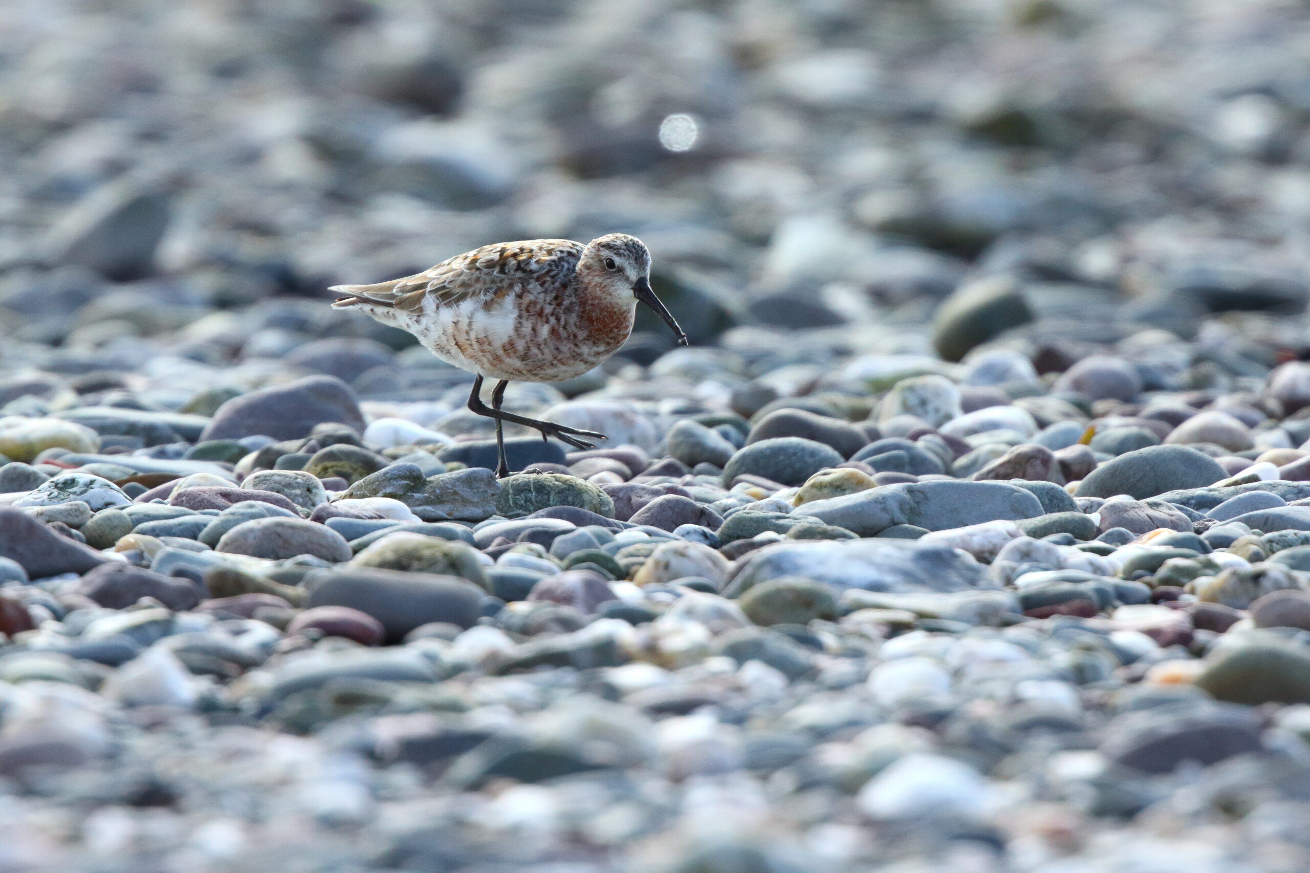 Curlew Sandpiper. Isle of Man, April 2015 © Neil G. Morris.