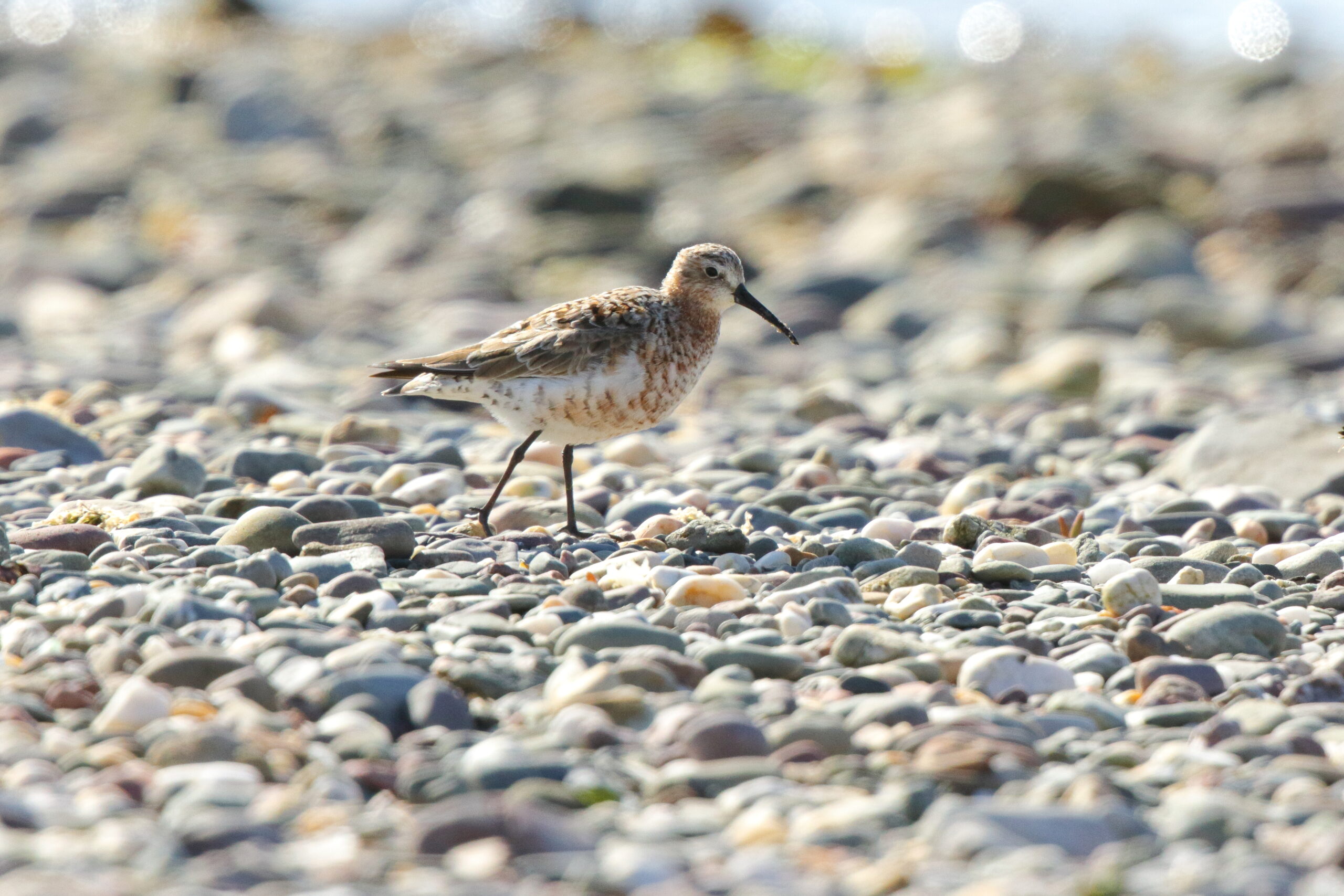 Curlew Sandpiper. Isle of Man, April 2015 © Neil G. Morris.