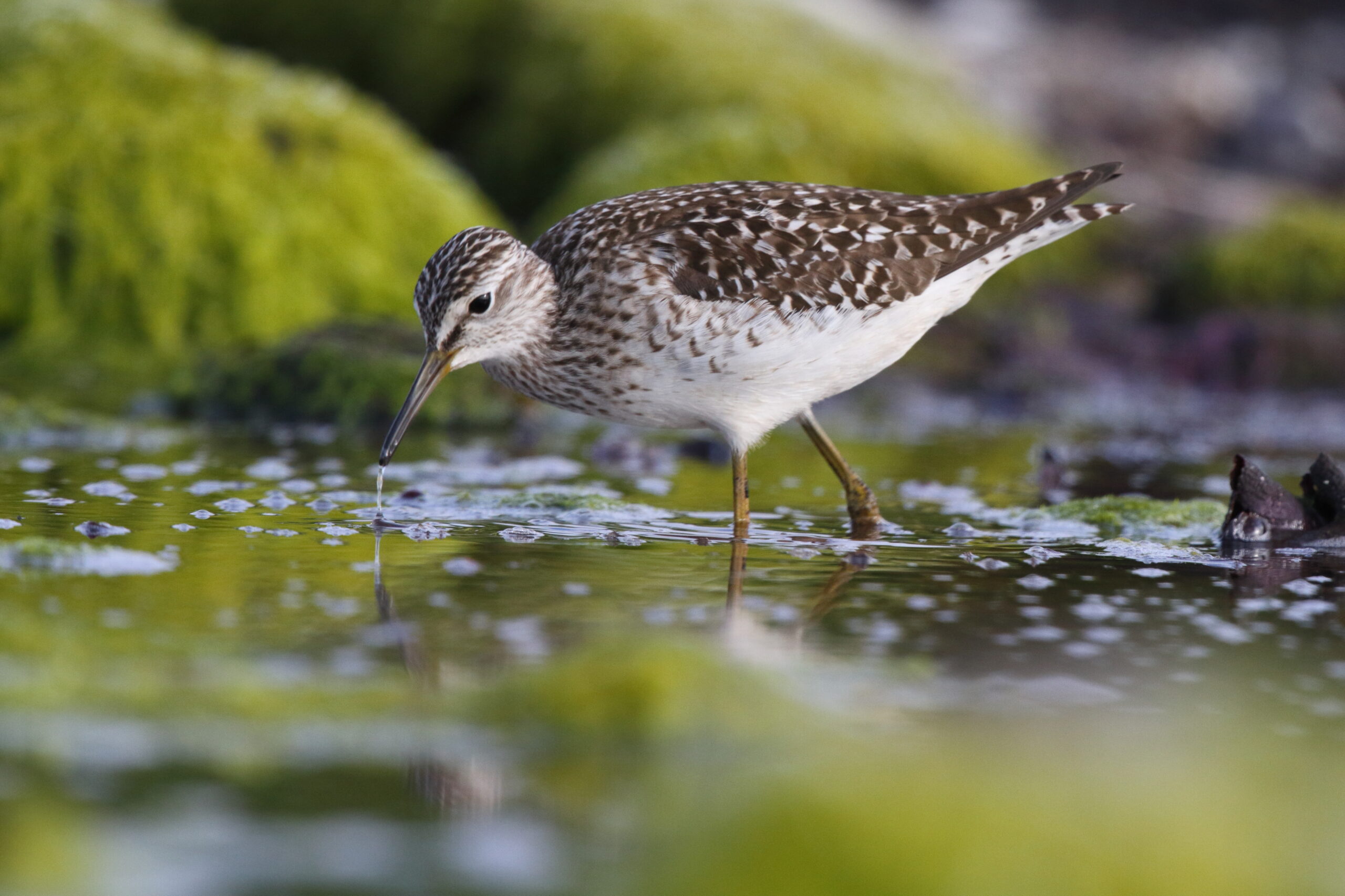 Wood Sandpiper. Isle of Man, May 2016 © Neil G. Morris.