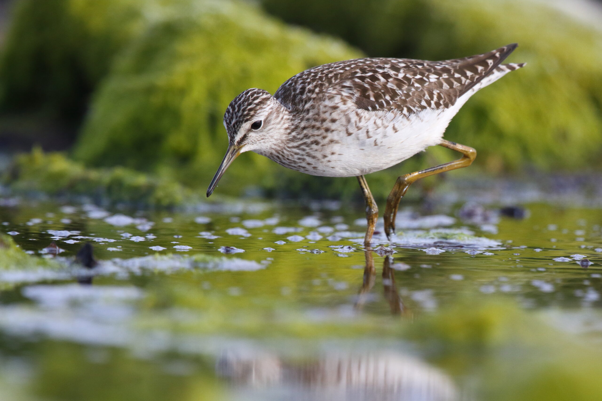 Wood Sandpiper. Isle of Man, May 2016 © Neil G. Morris.