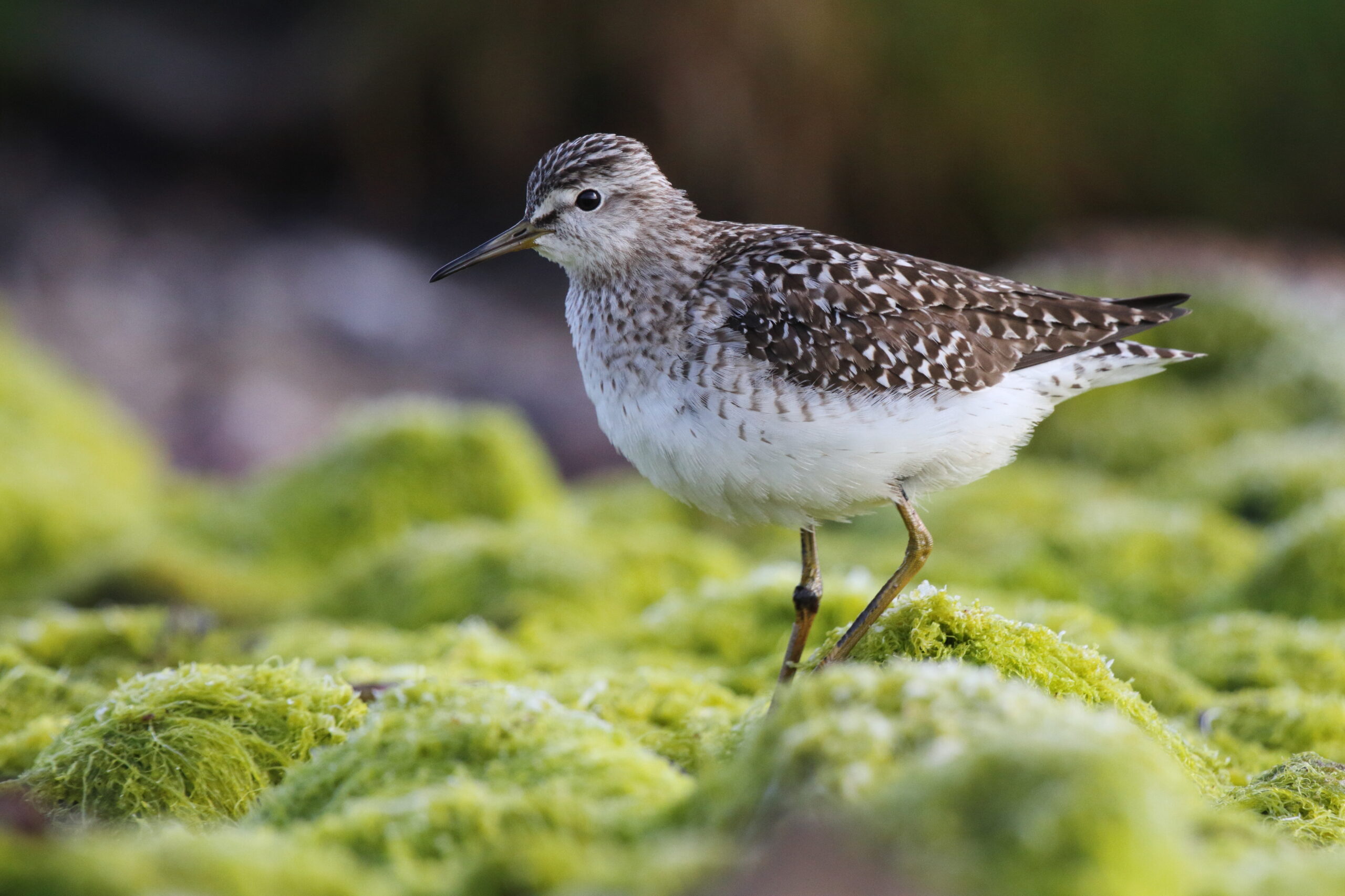 Wood Sandpiper. Isle of Man, May 2016 © Neil G. Morris.