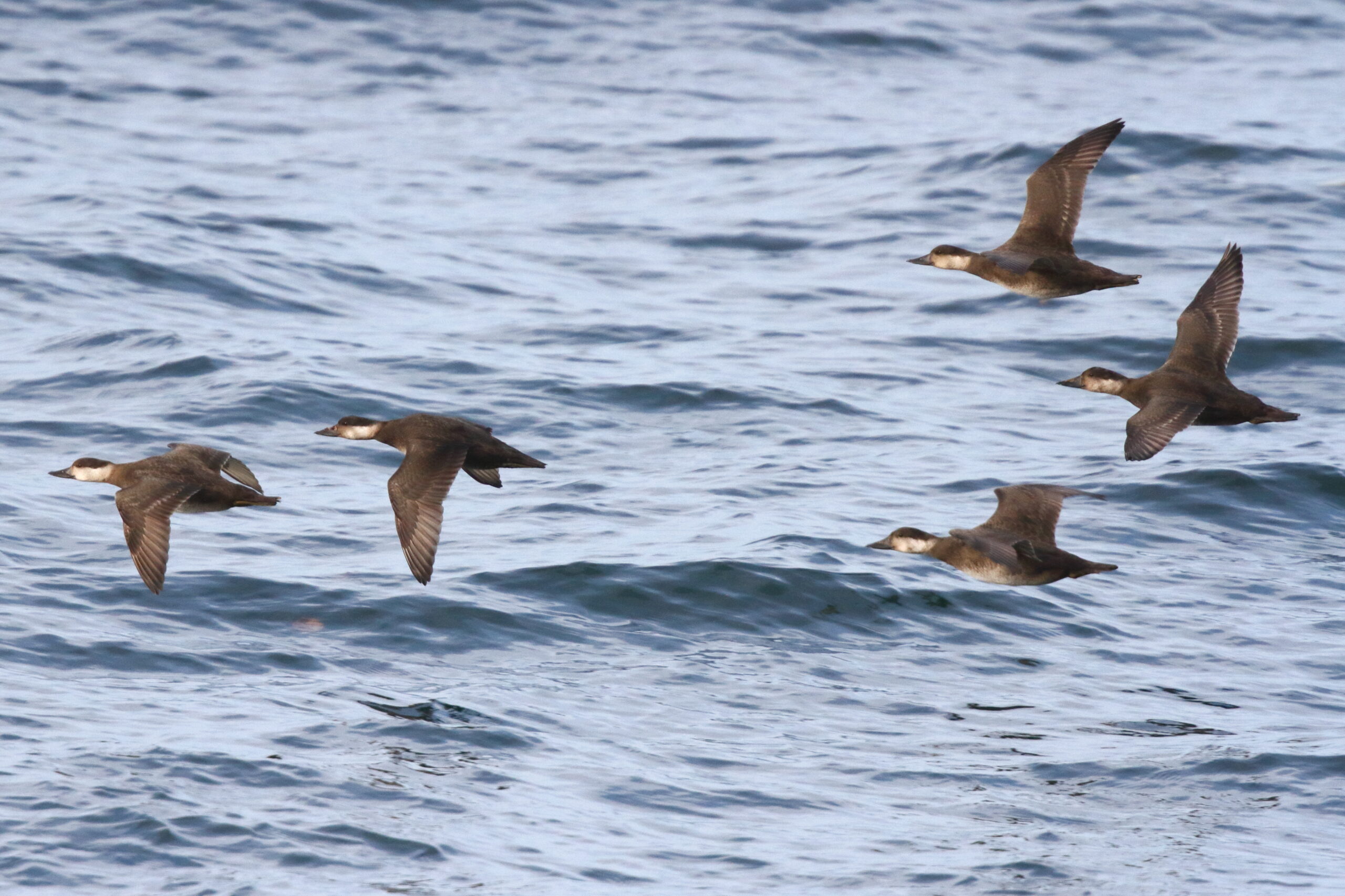 Common Scoter. Isle of Man, October 2015 © Neil G. Morris.