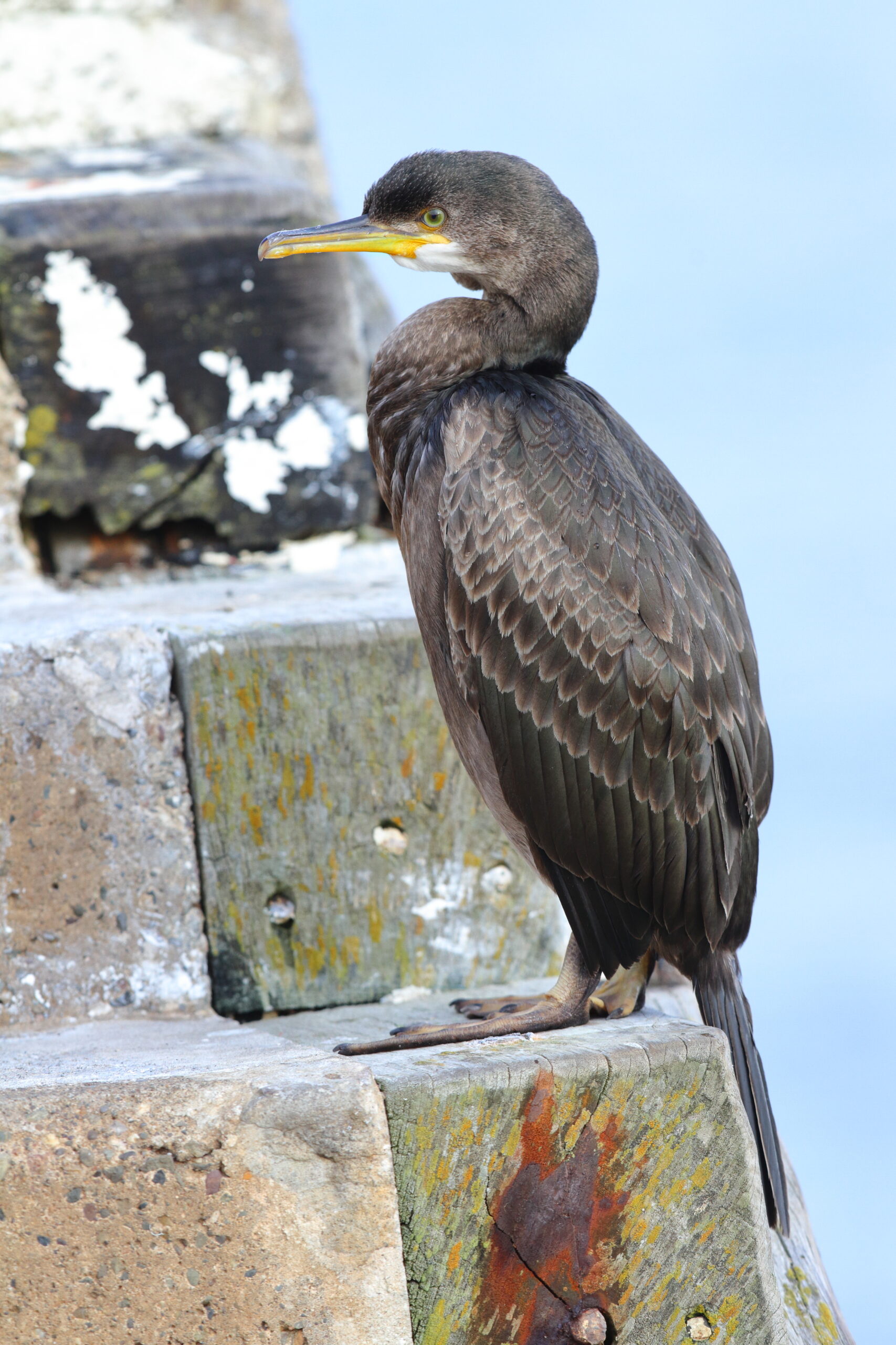 Shag. Isle of Man, October 2015 © Neil G. Morris.