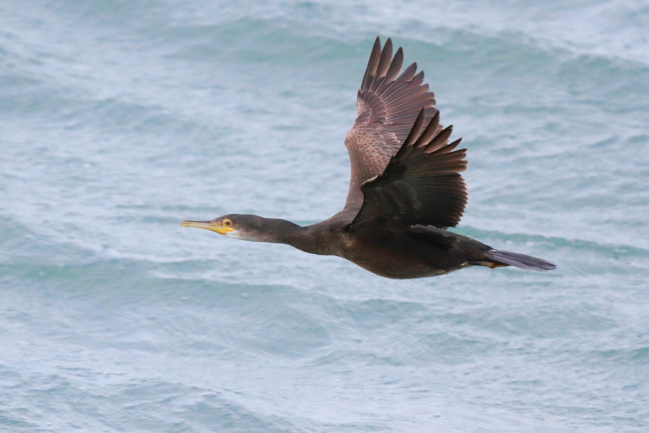 Shag. Isle of Man, January 2015 © Neil G. Morris.