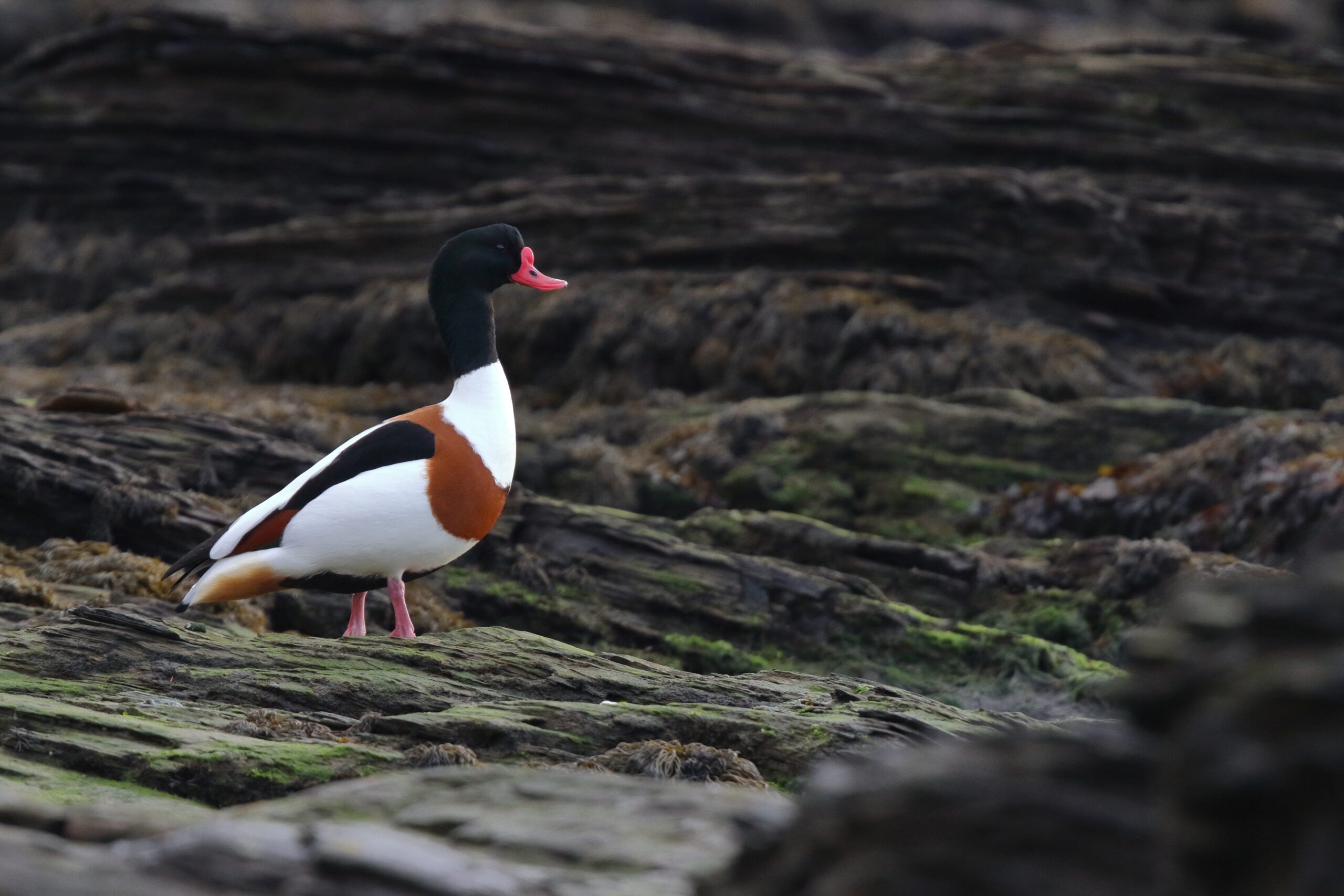 Shelduck. Isle of Man, December 2014 © Neil G. Morris.