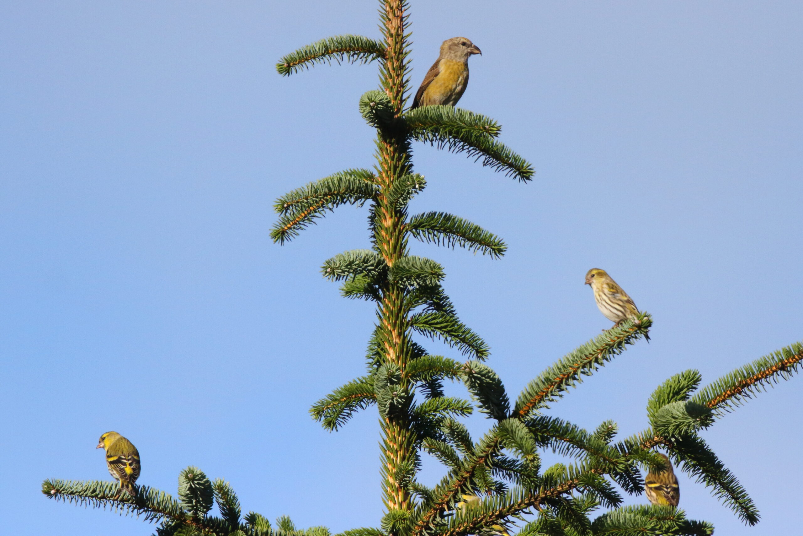 Siskin. Isle of Man, October 2017 © Neil G. Morris.