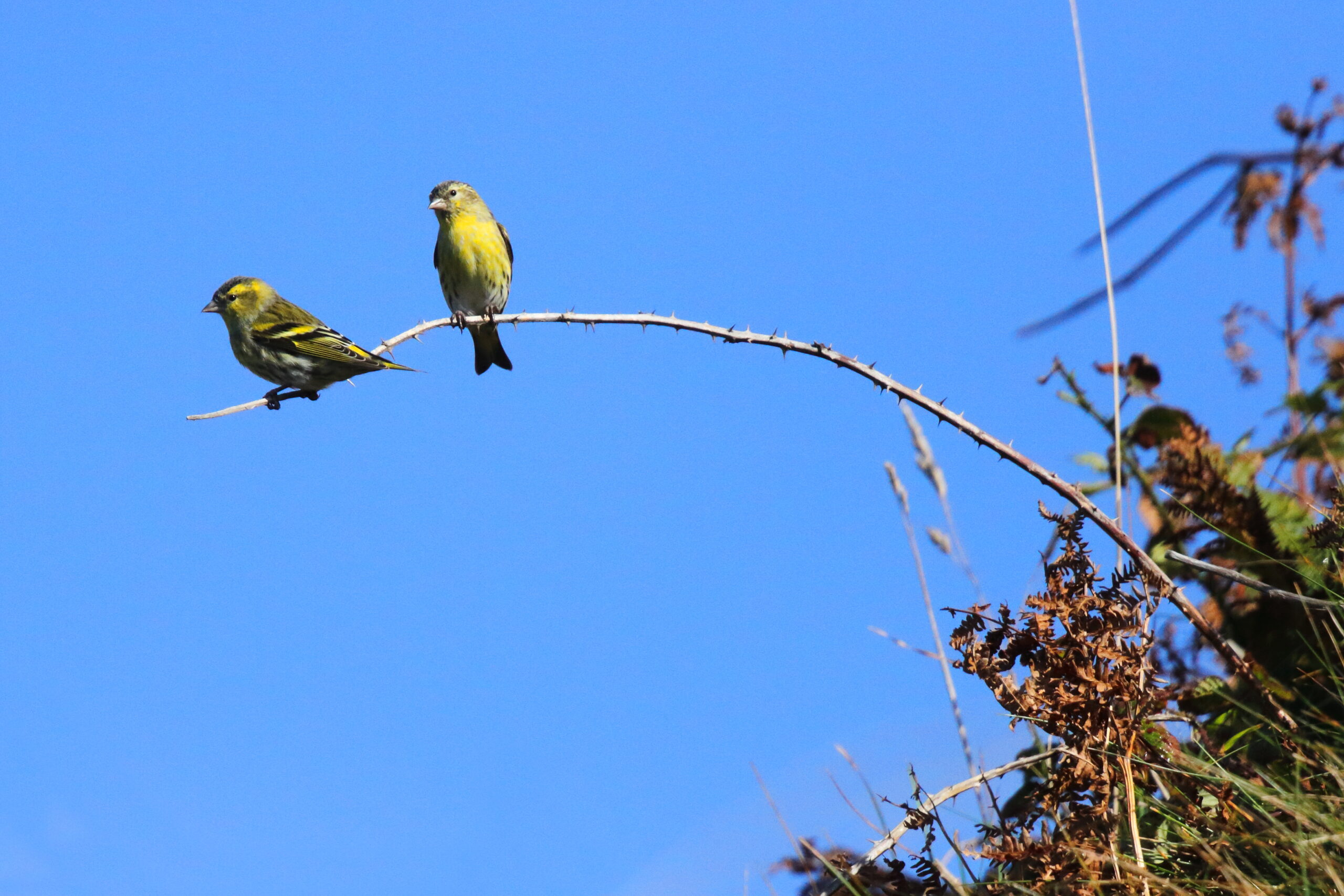Siskin. Isle of Man, September 2015 © Neil G. Morris.