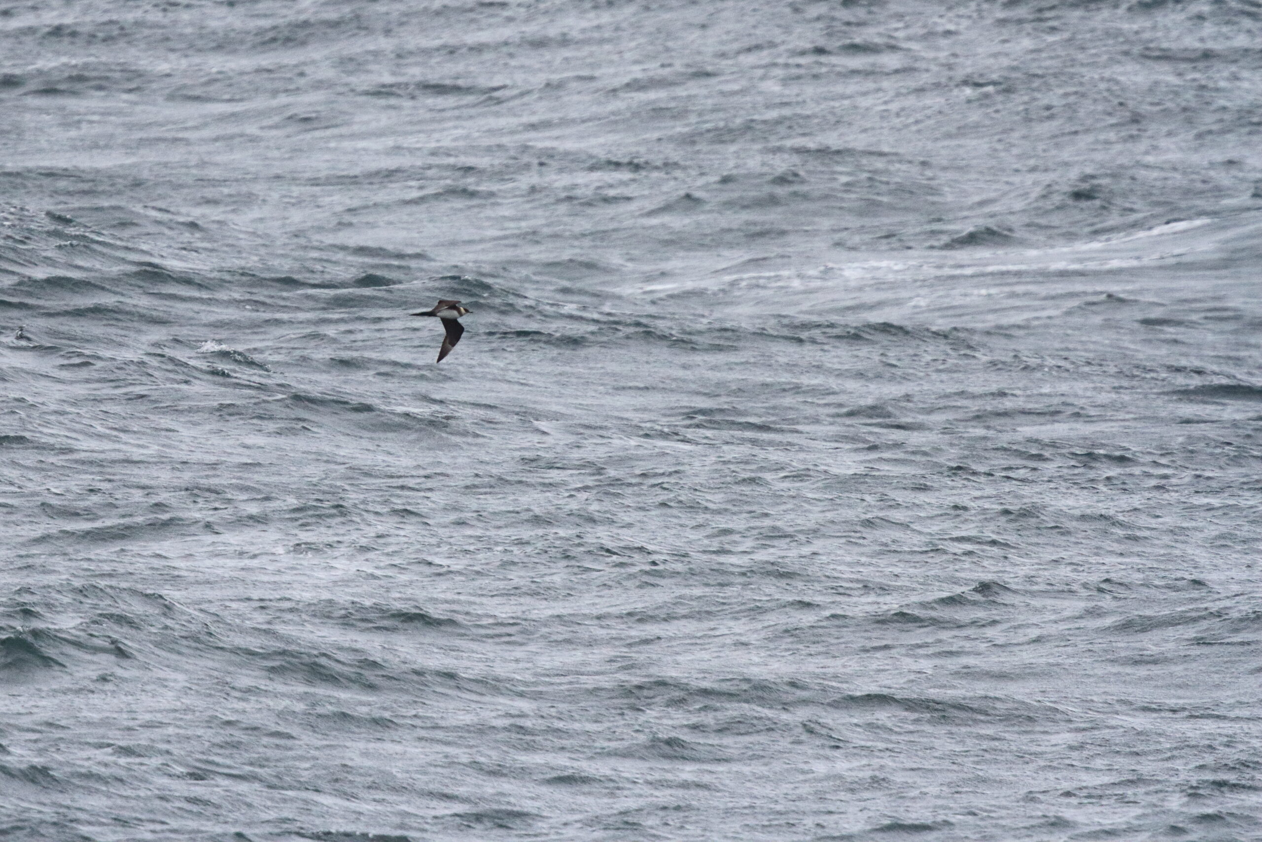 Arctic Skua. Isle of Man, September 2017 © Neil G. Morris.