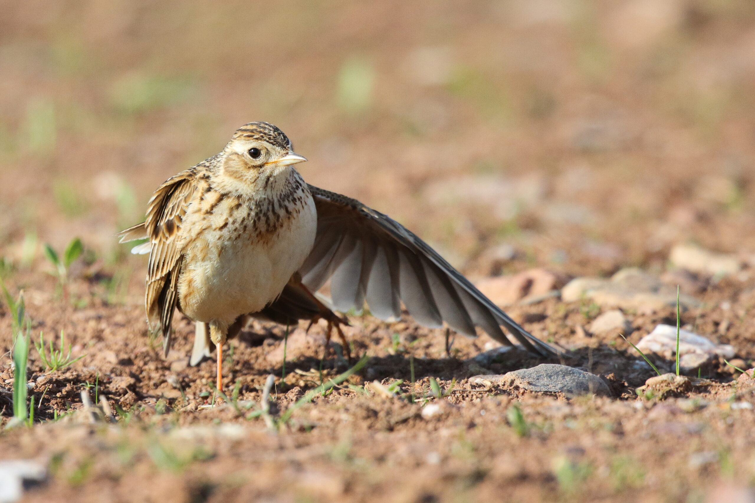 Skylark. Isle of Man, May 2016 © Neil G. Morris.