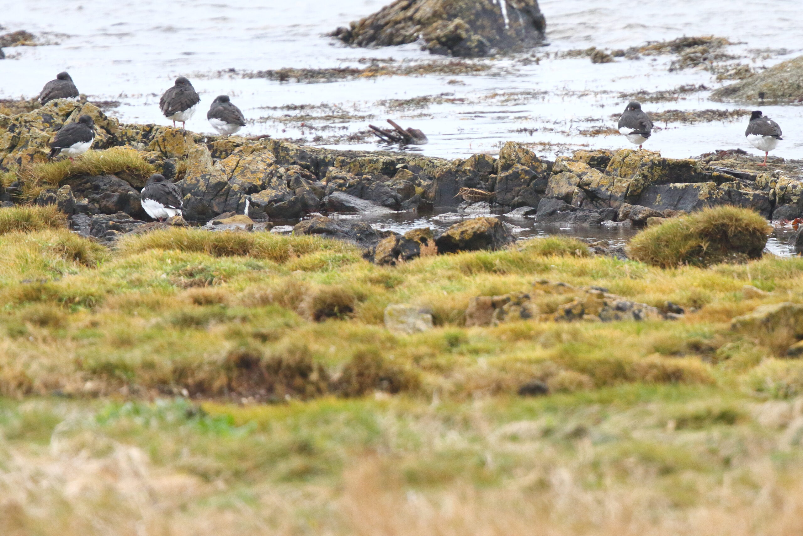 Jack Snipe. Isle of Man, December 2016 © Neil G. Morris.