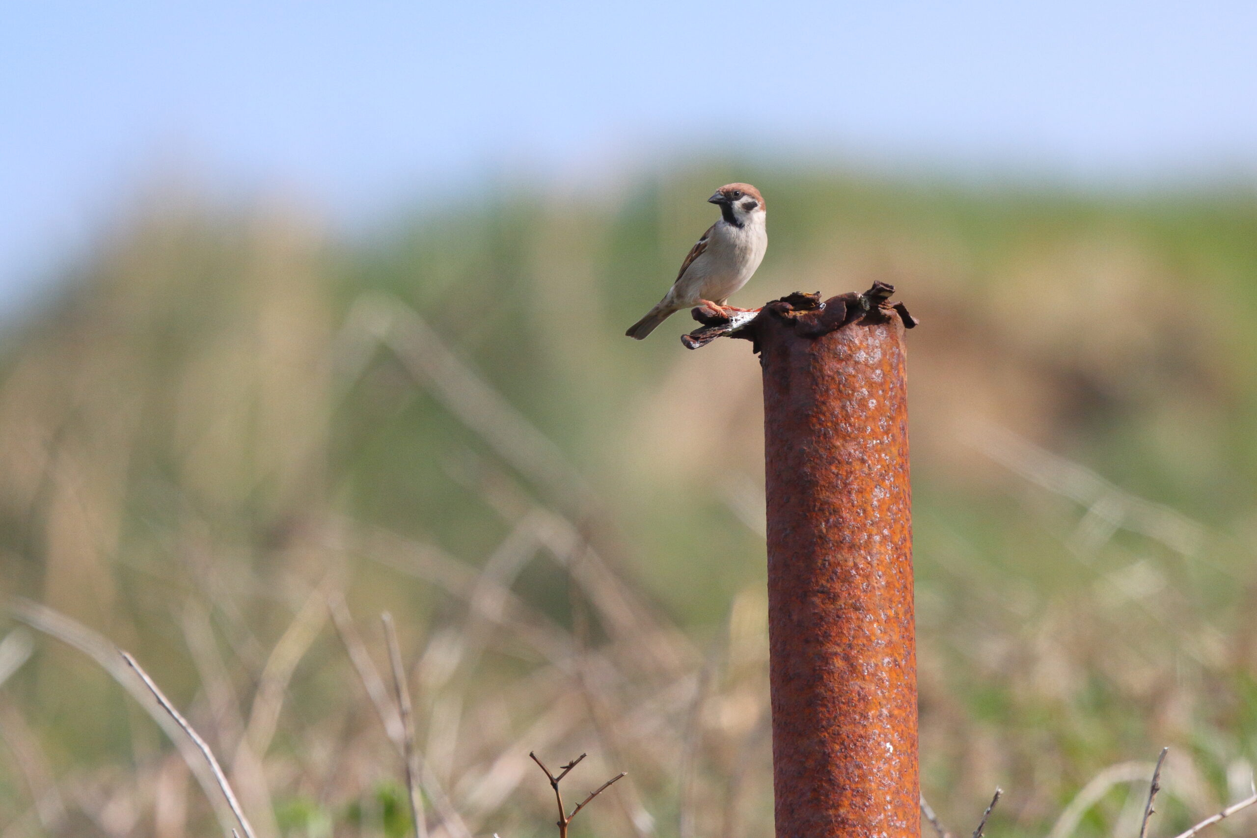 Tree Sparrow. Isle of Man, May 2016 © Neil G. Morris.